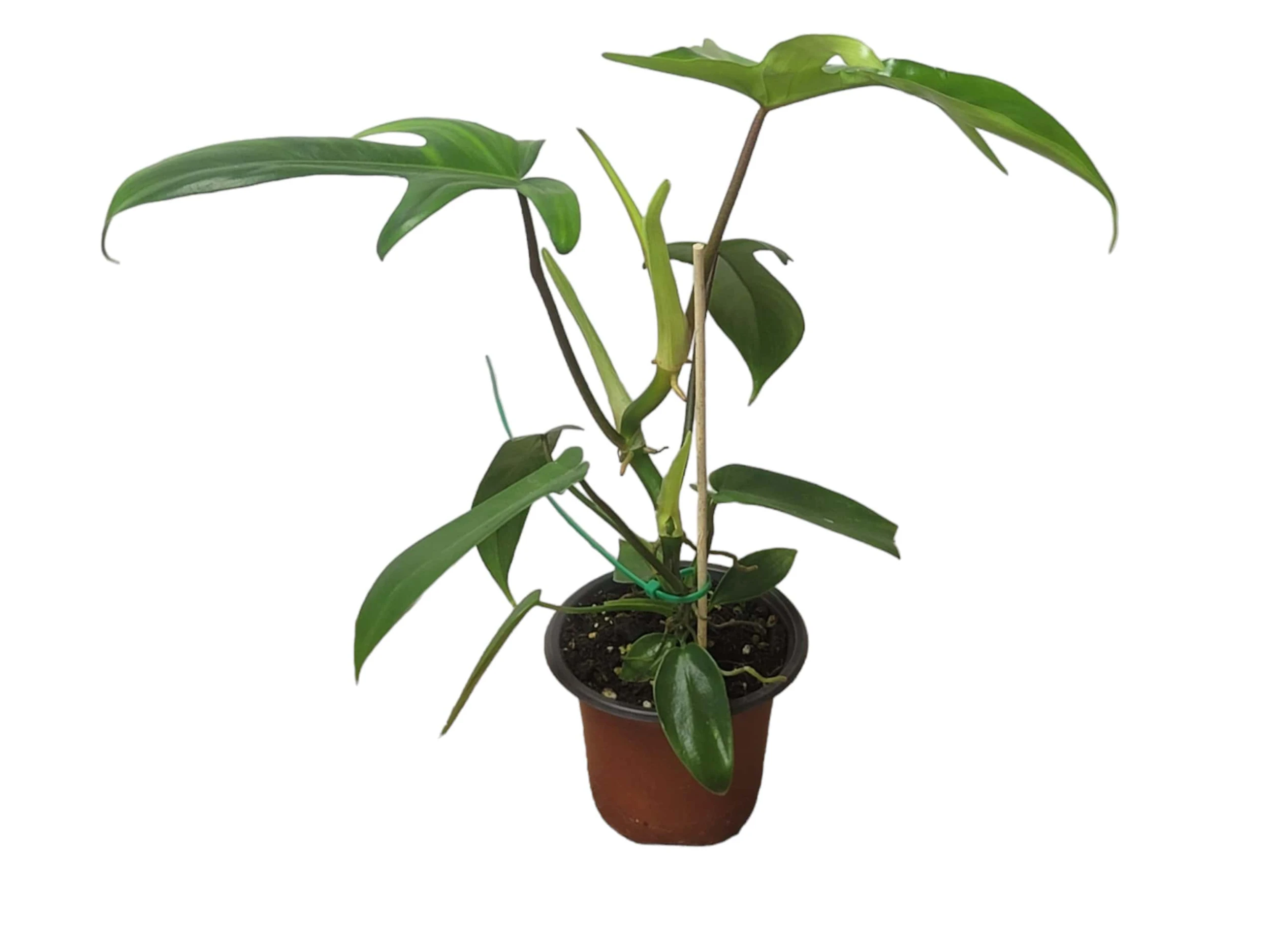Philodendron Florida - LIVE 4" Or 6" Potted Plant - FREE SHIPPING - Image 3