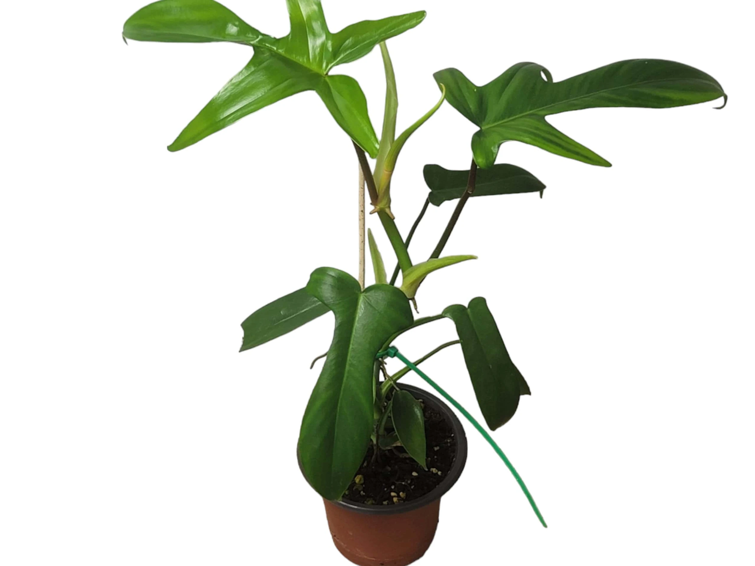 Philodendron Florida - LIVE 4" Or 6" Potted Plant - FREE SHIPPING - Image 2