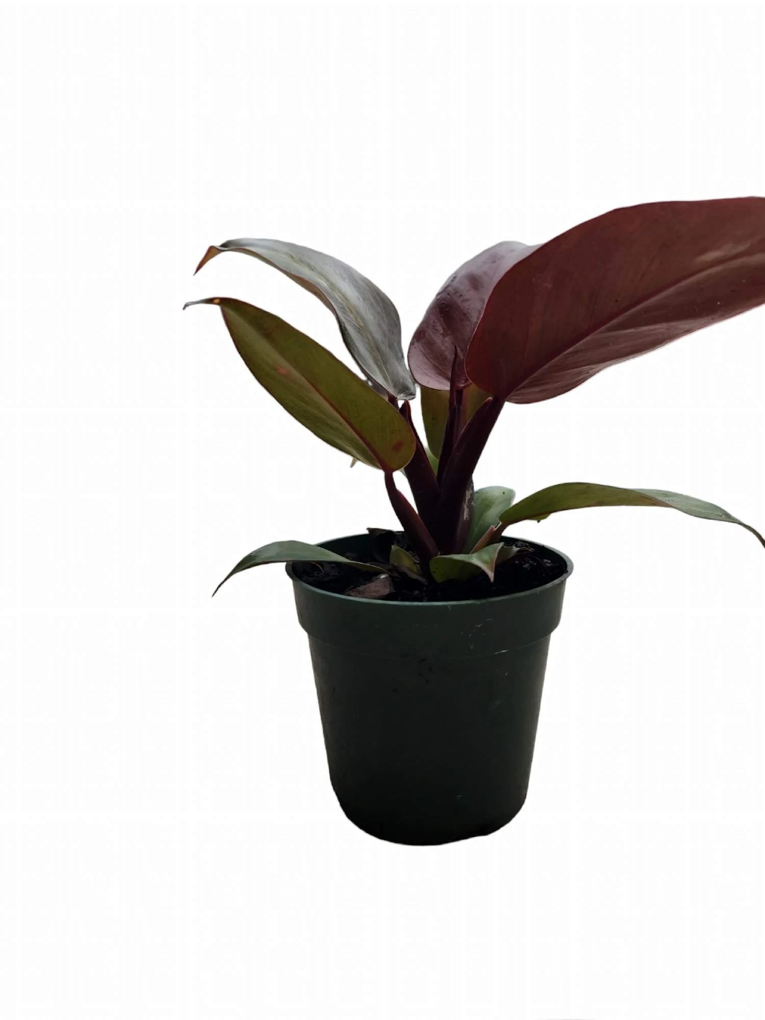 Philodendron Red Sun - Image 2