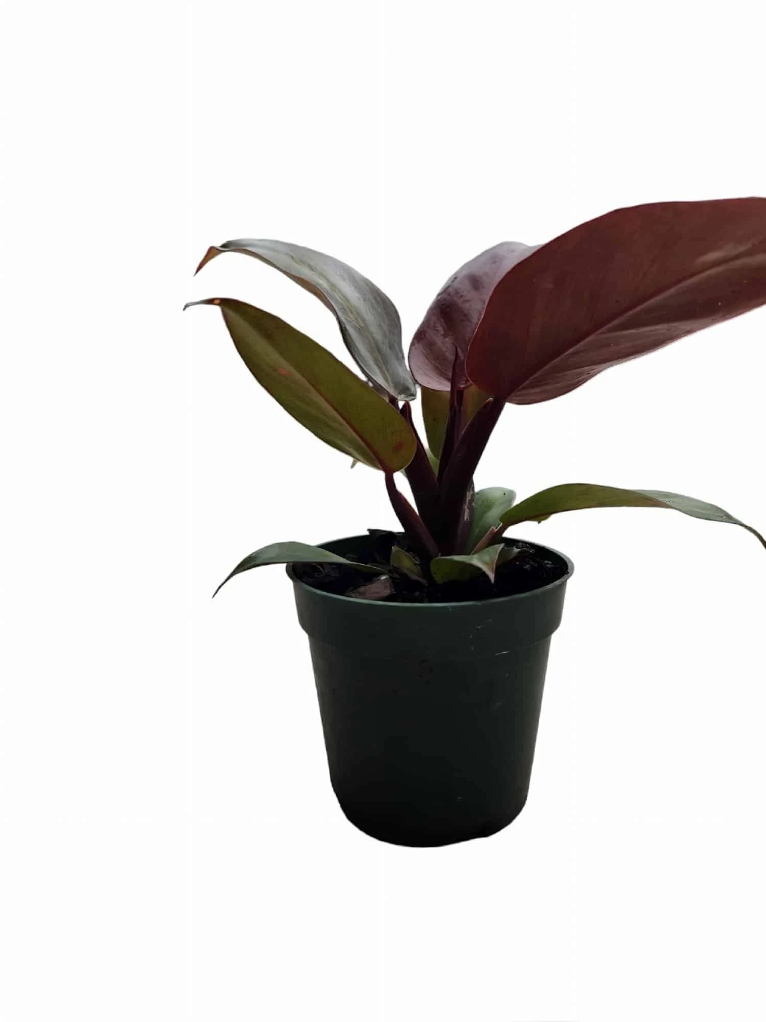Philodendron Red Sun - Image 3