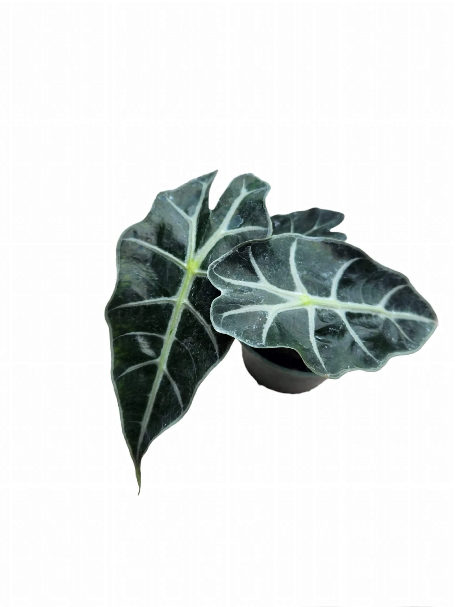 Alocasia Amazonica - Image 4