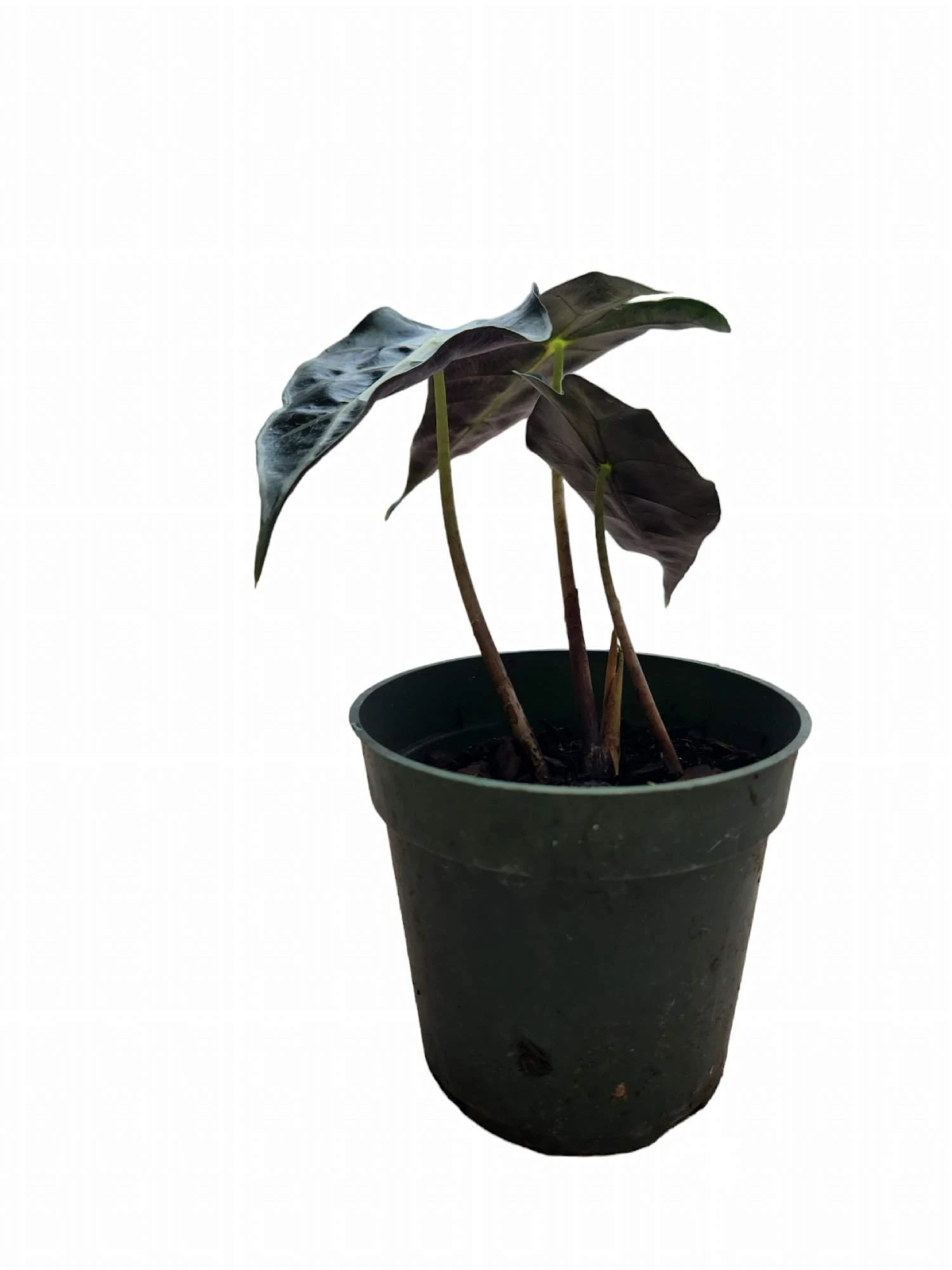 Alocasia Amazonica - Image 3