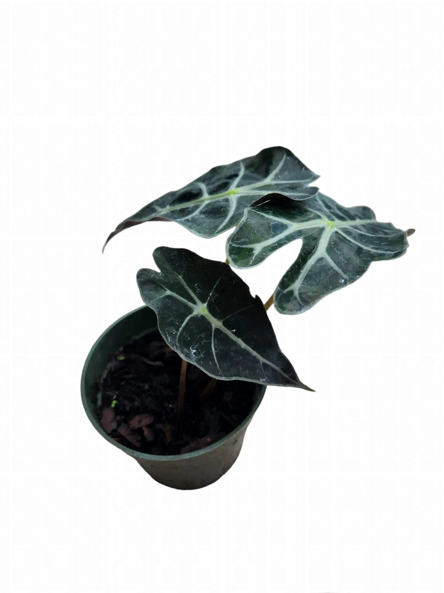 Alocasia Amazonica