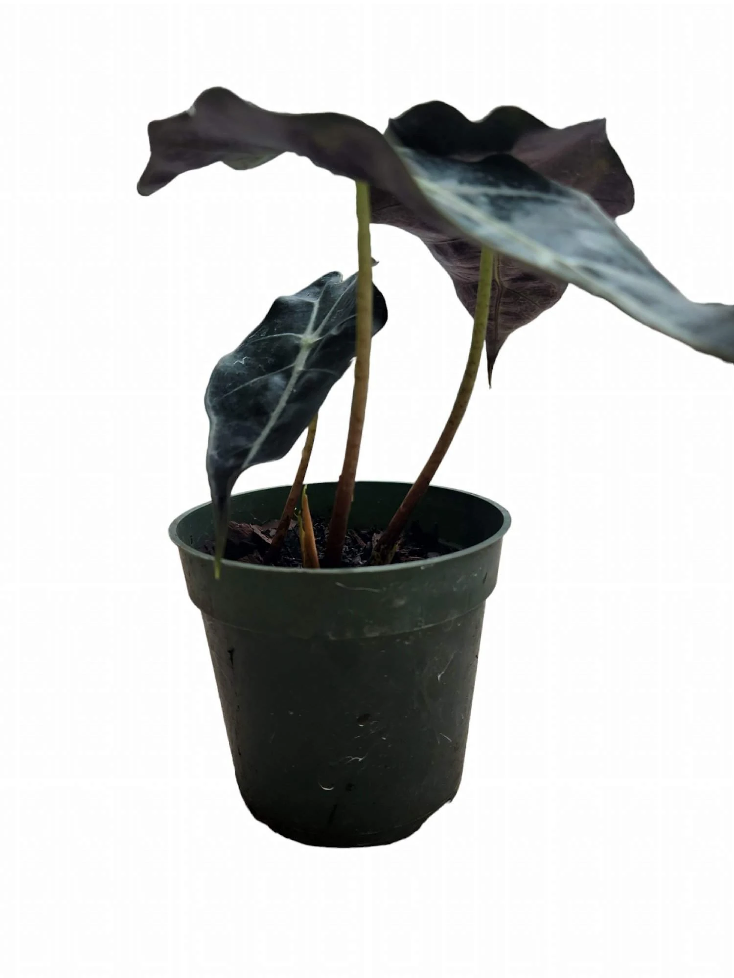 Alocasia Amazonica - Image 2