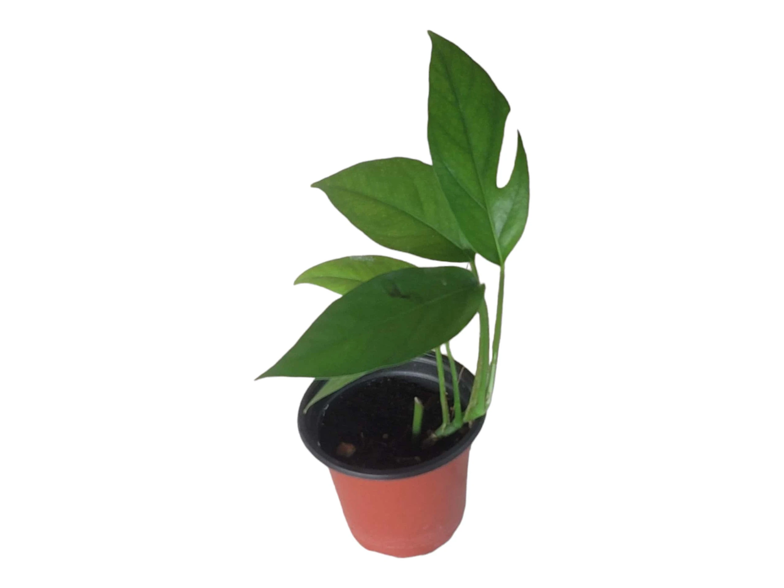 Pothos Baltic Blue - Epipremnum - LIVE Potted 4" Plant - FREE SHIPPING - Image 17