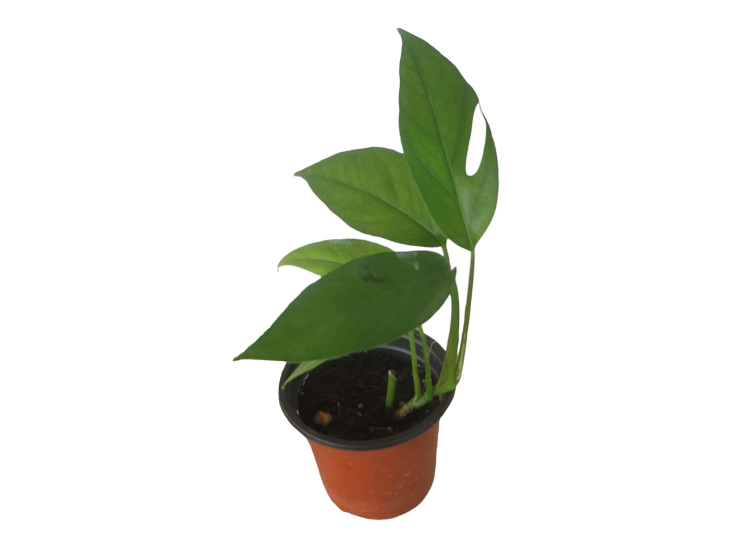 Pothos Baltic Blue - Epipremnum - LIVE Potted 4" Plant - FREE SHIPPING - Image 16