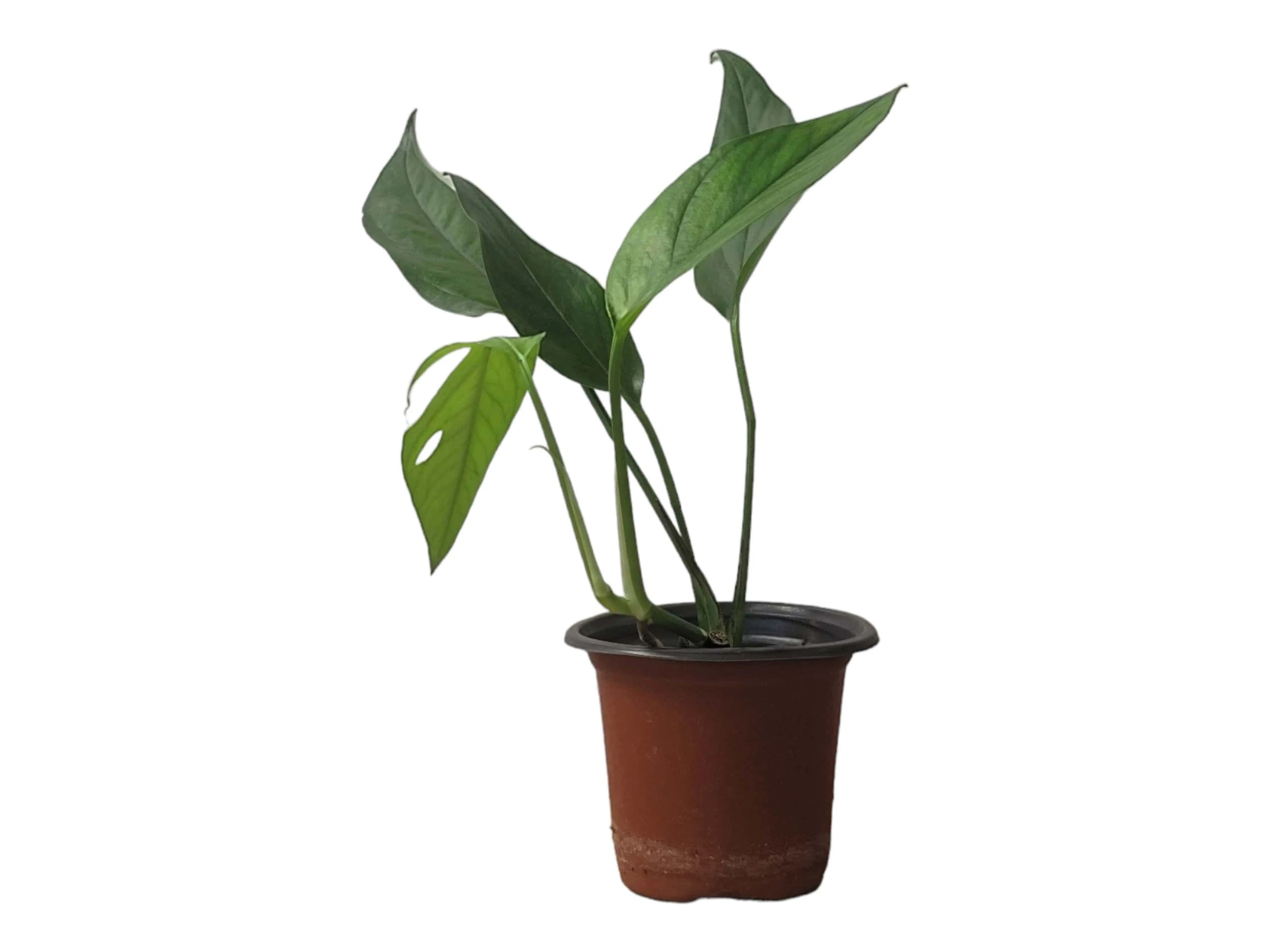 Pothos Baltic Blue - Epipremnum - LIVE Potted 4" Plant - FREE SHIPPING - Image 7