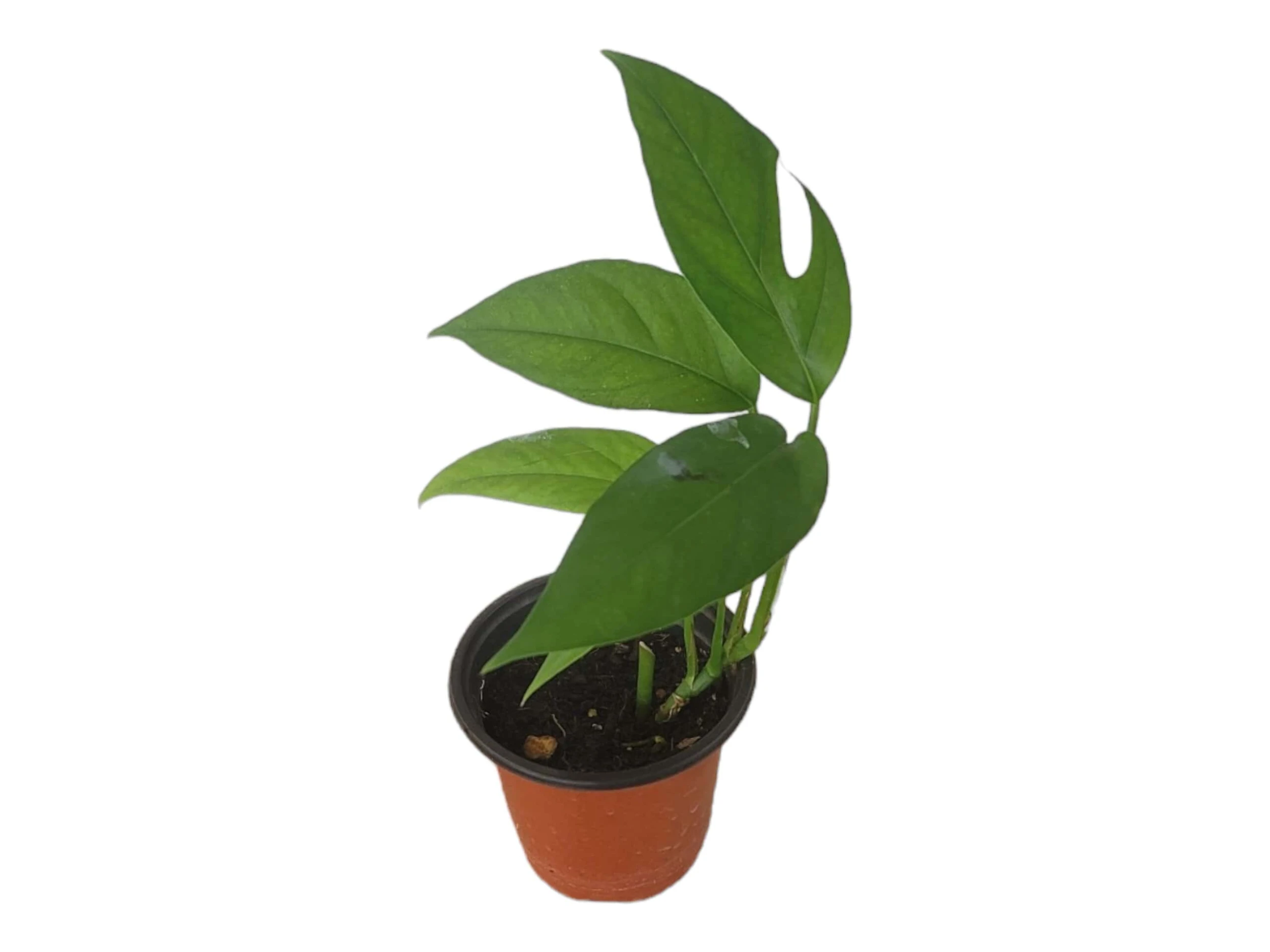 Pothos Baltic Blue - Epipremnum - LIVE Potted 4" Plant - FREE SHIPPING - Image 15