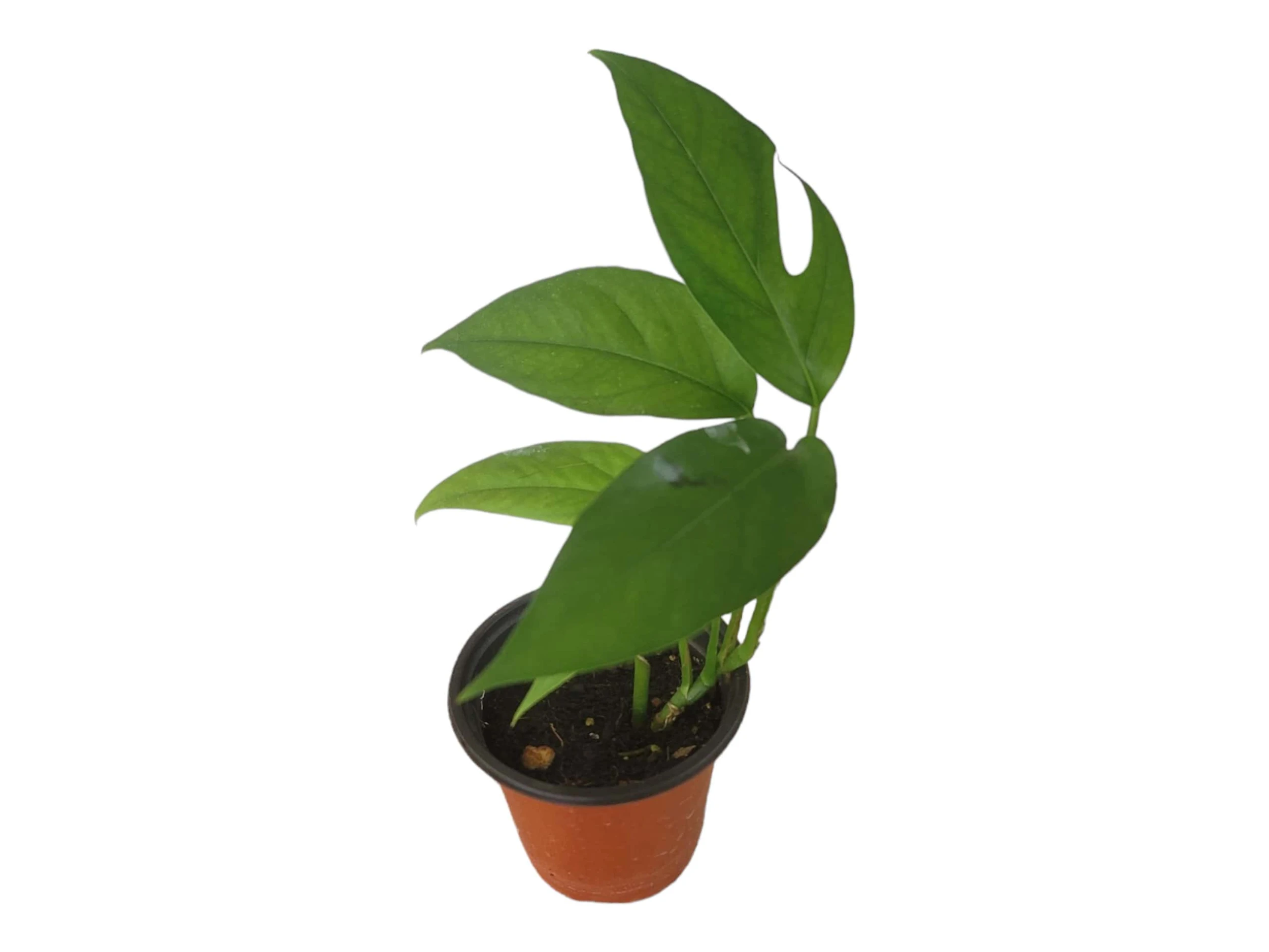 Pothos Baltic Blue - Epipremnum - LIVE Potted 4" Plant - FREE SHIPPING - Image 13