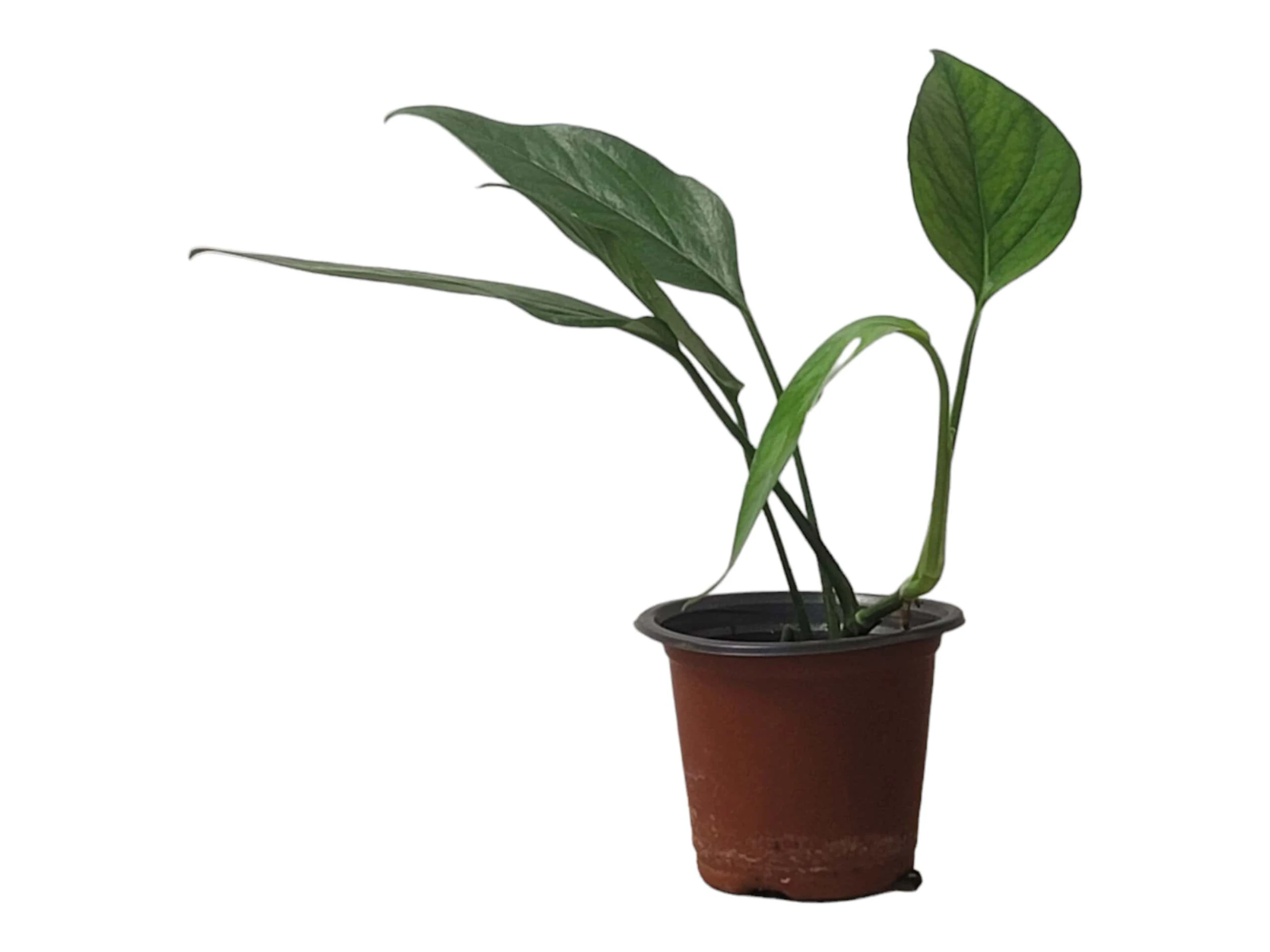 Pothos Baltic Blue - Epipremnum - LIVE Potted 4" Plant - FREE SHIPPING - Image 6