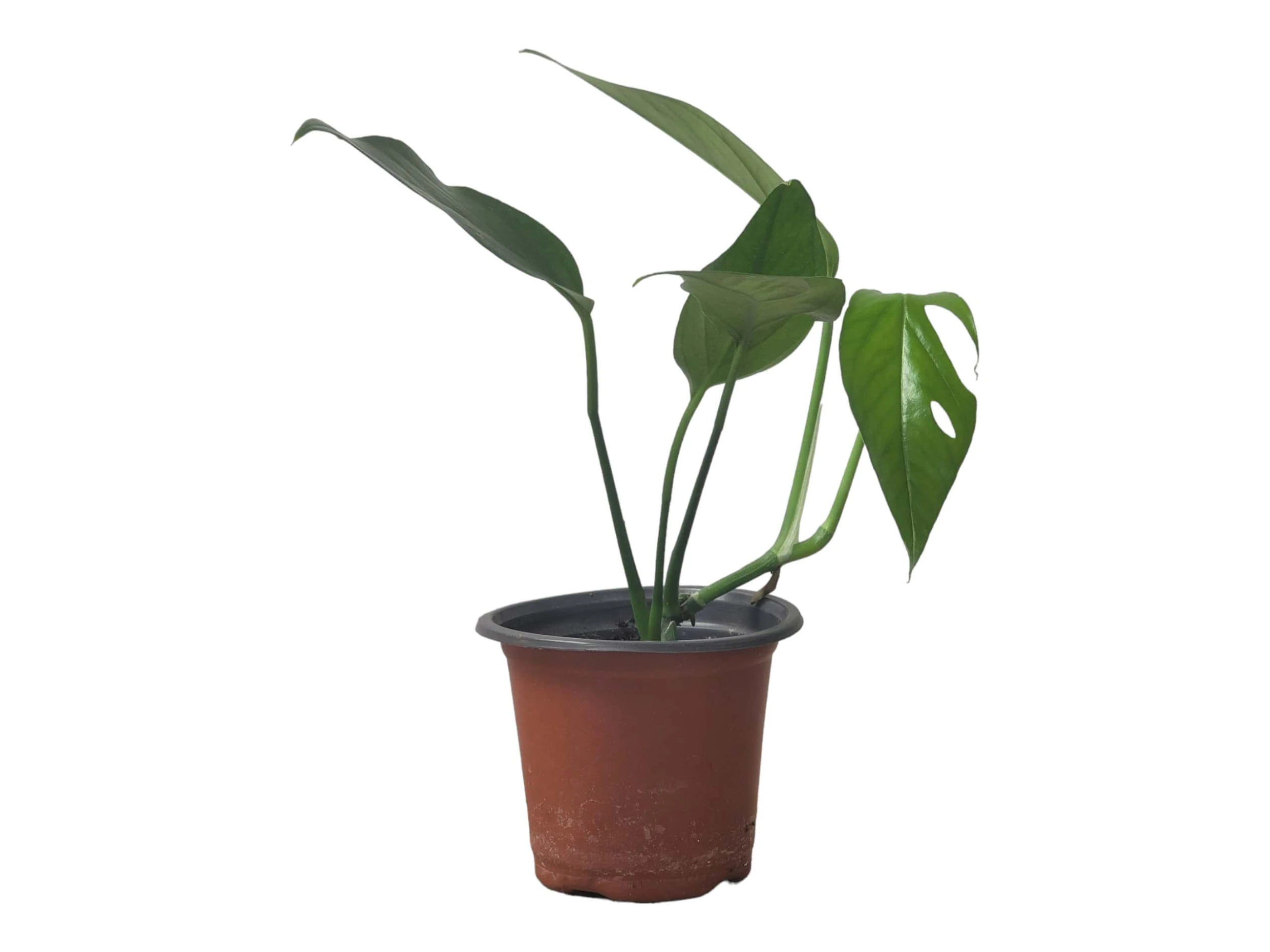 Pothos Baltic Blue - Epipremnum - LIVE Potted 4" Plant - FREE SHIPPING - Image 5