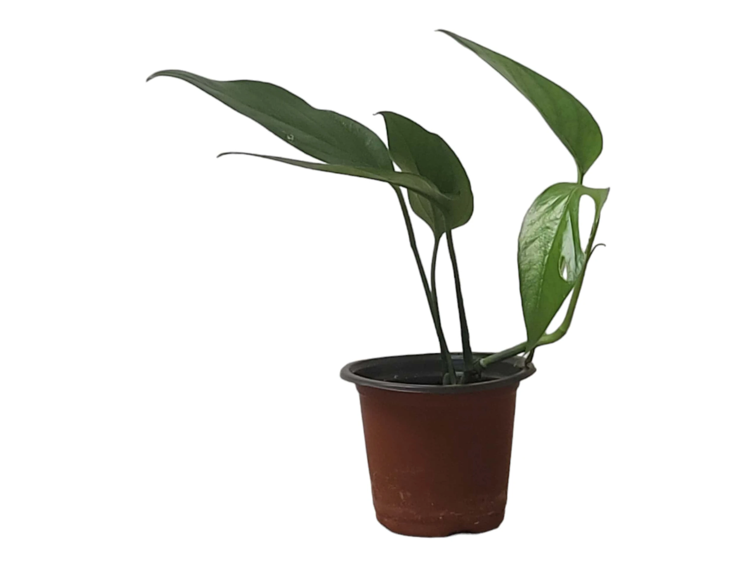 Pothos Baltic Blue - Epipremnum - LIVE Potted 4" Plant - FREE SHIPPING - Image 4