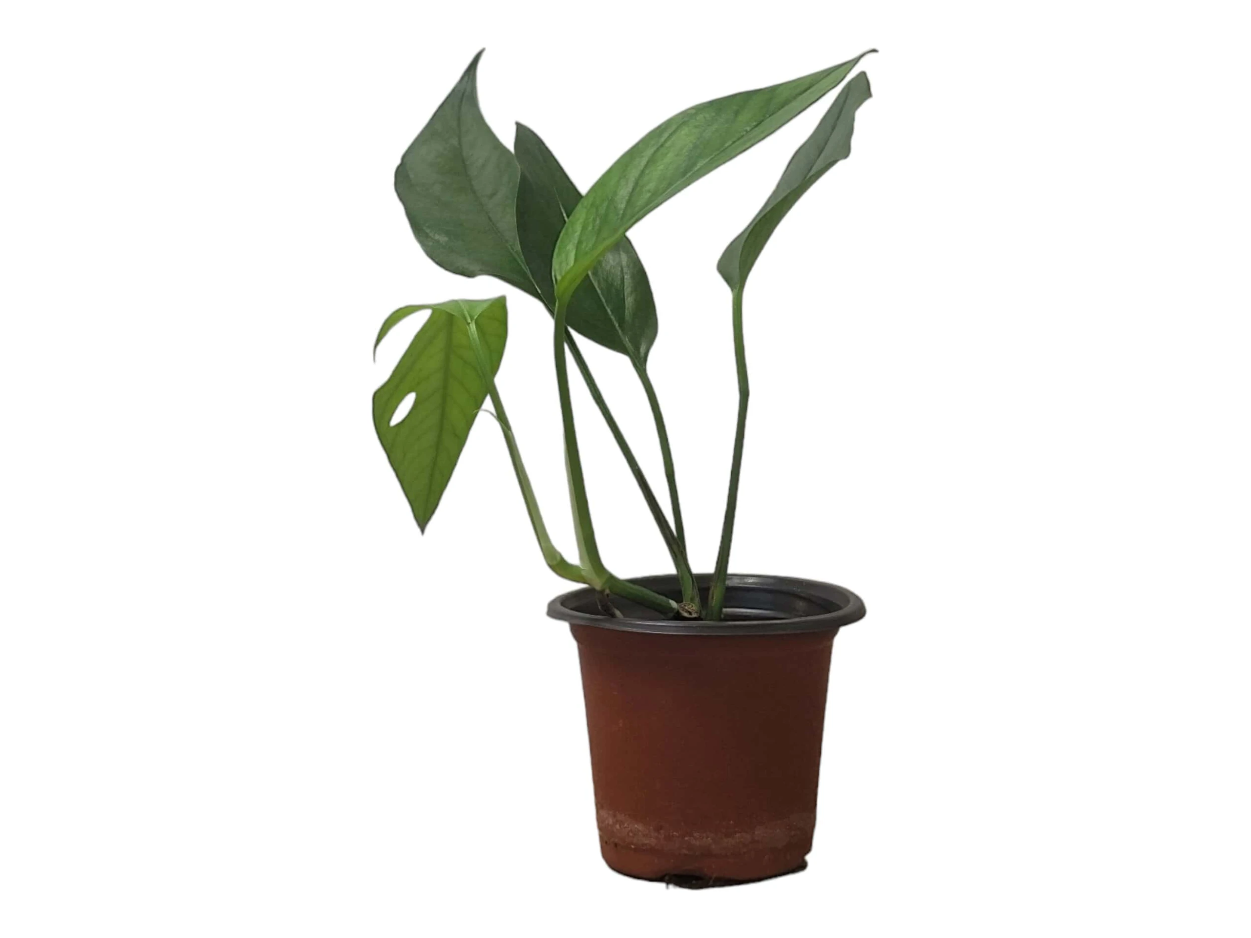 Pothos Baltic Blue - Epipremnum - LIVE Potted 4" Plant - FREE SHIPPING - Image 3