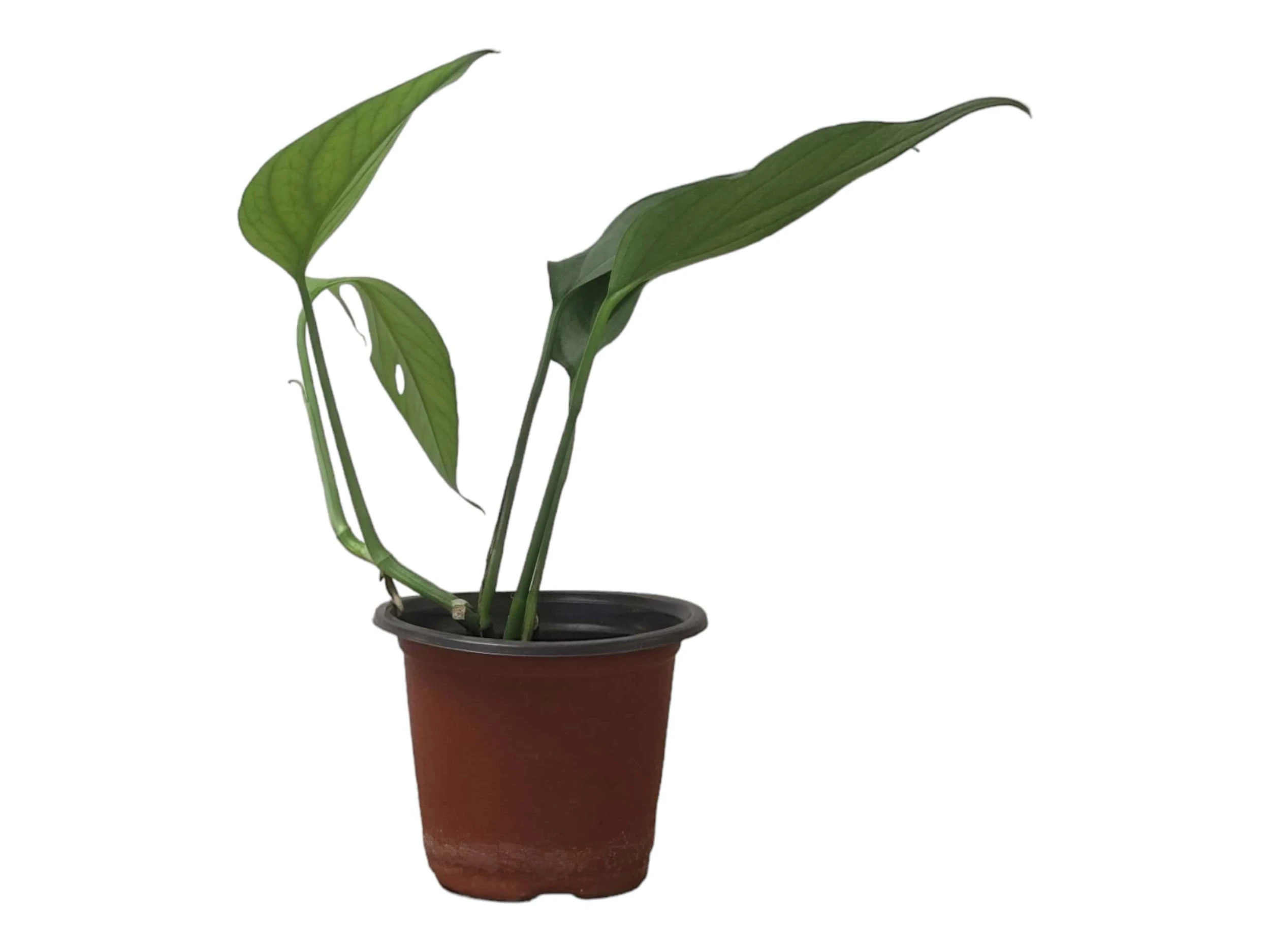 Pothos Baltic Blue - Epipremnum - LIVE Potted 4" Plant - FREE SHIPPING - Image 2