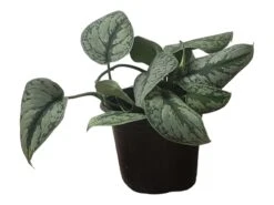 Scindapsus Exotica – Scindapsus Pictus ‘Exotica’ – In 4″ And 6" Pot - FREE SHIPPING