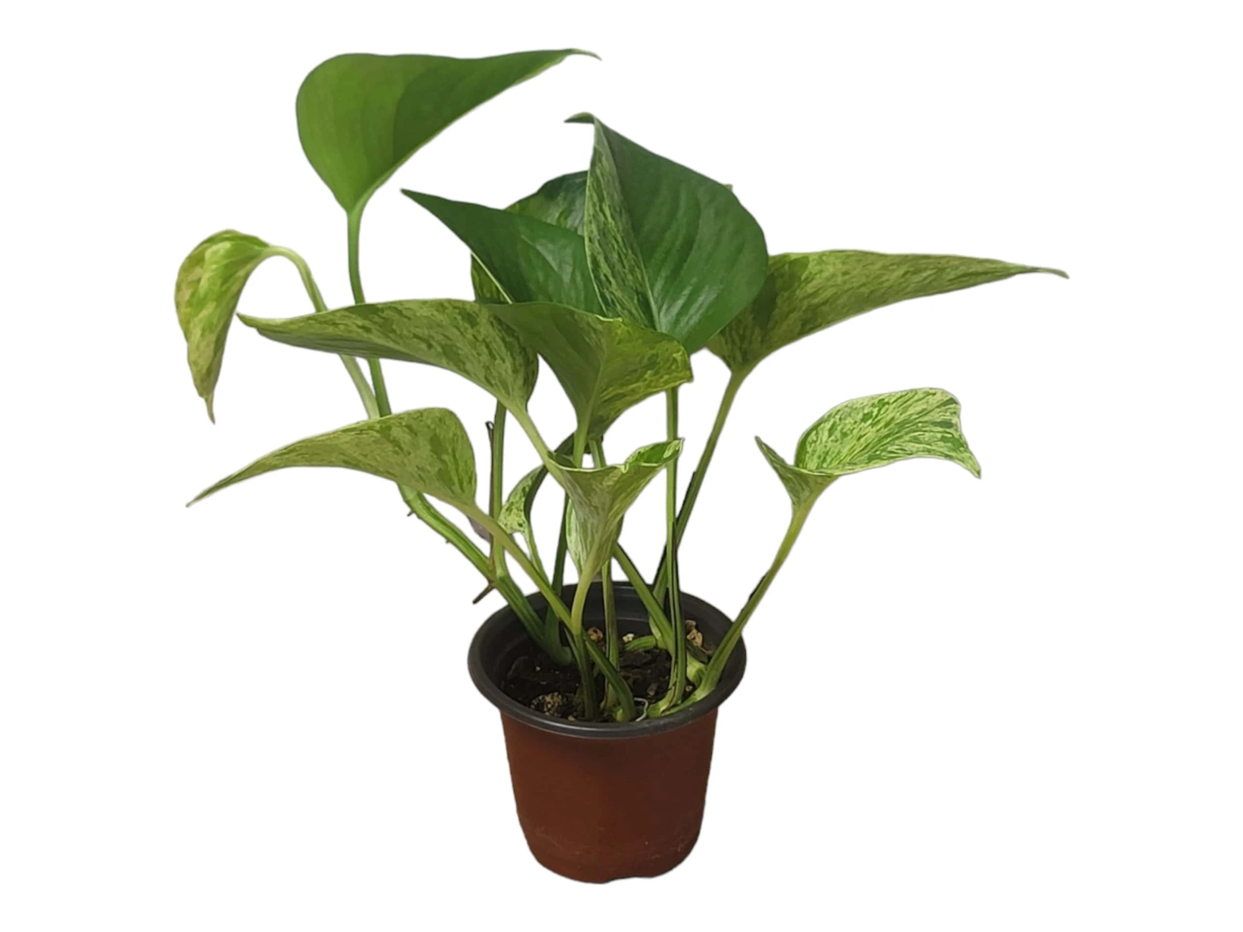 Pothos Marble Queen - LIVE Potted 4" Plant - Epipremnum - FREE SHIPPING - Image 13