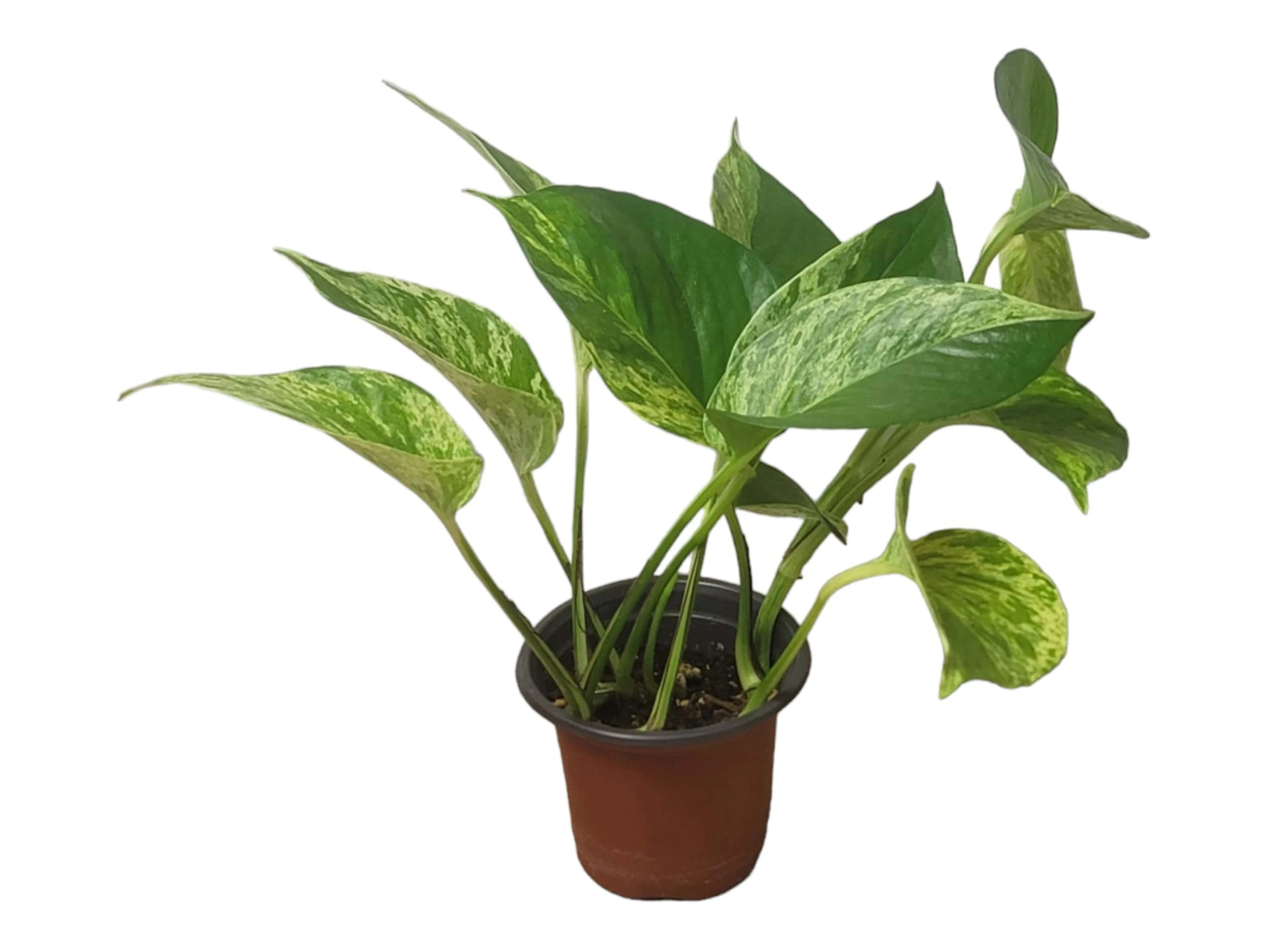Pothos Marble Queen - LIVE Potted 4" Plant - Epipremnum - FREE SHIPPING - Image 12