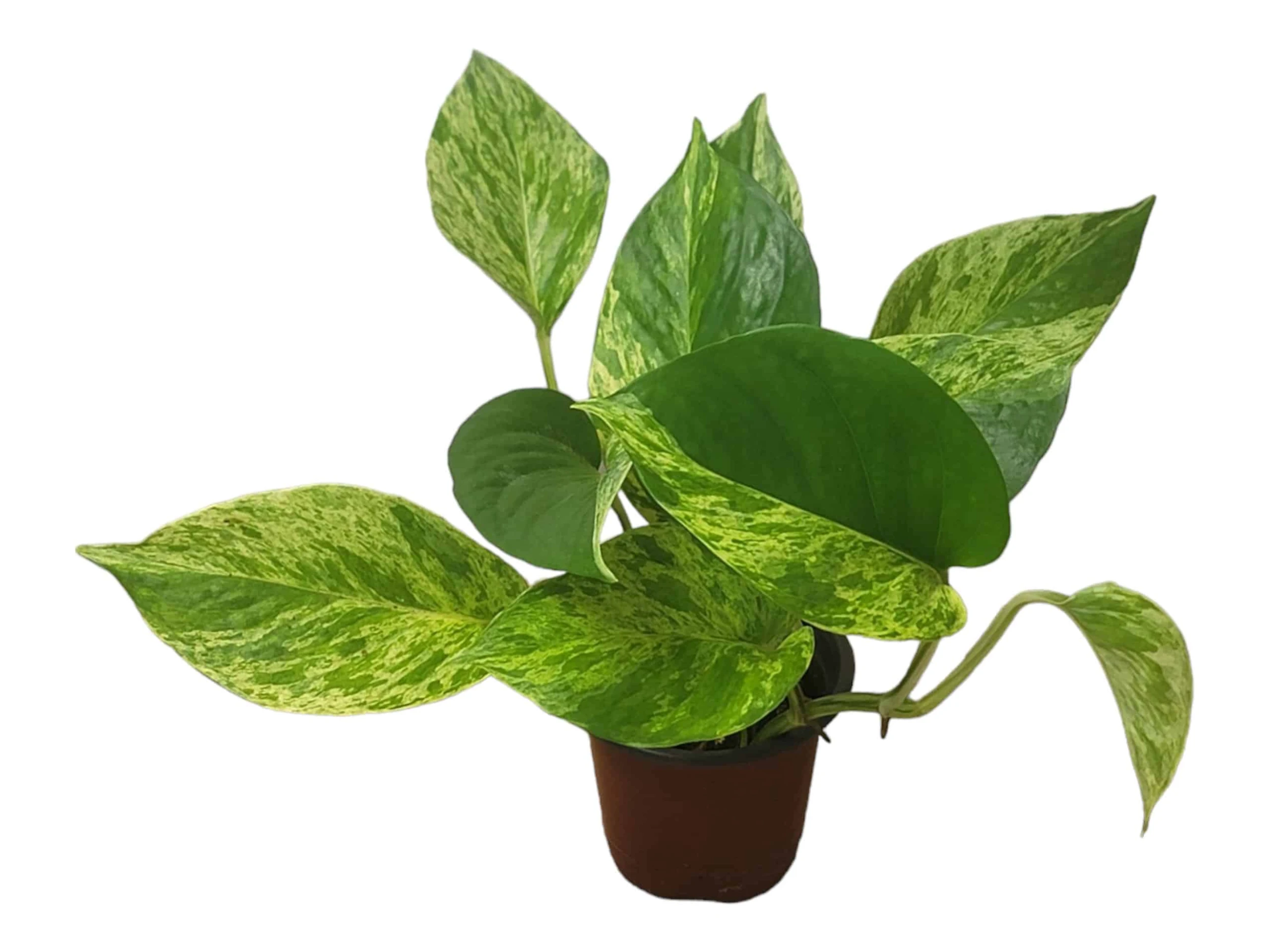 Pothos Marble Queen - LIVE Potted 4" Plant - Epipremnum - FREE SHIPPING - Image 11