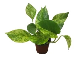 Pothos Marble Queen - LIVE Potted 4" Plant - Epipremnum - FREE SHIPPING