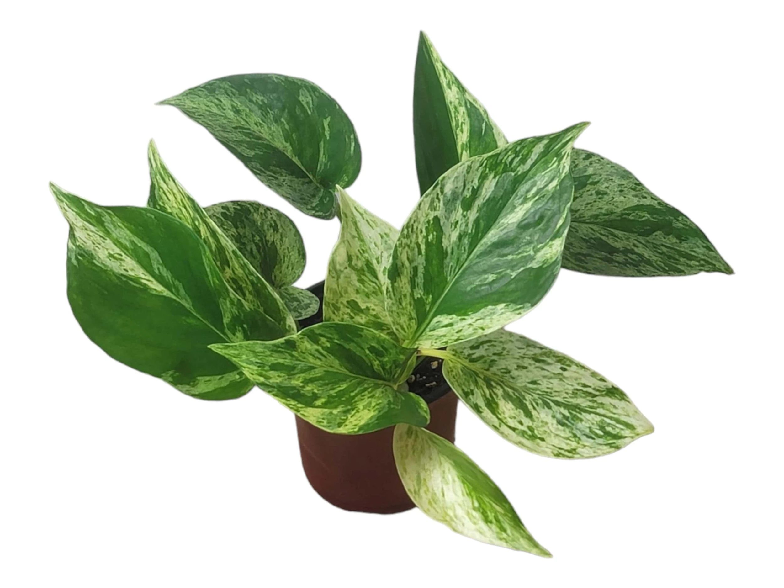 Pothos Marble Queen - LIVE Potted 4" Plant - Epipremnum - FREE SHIPPING - Image 10