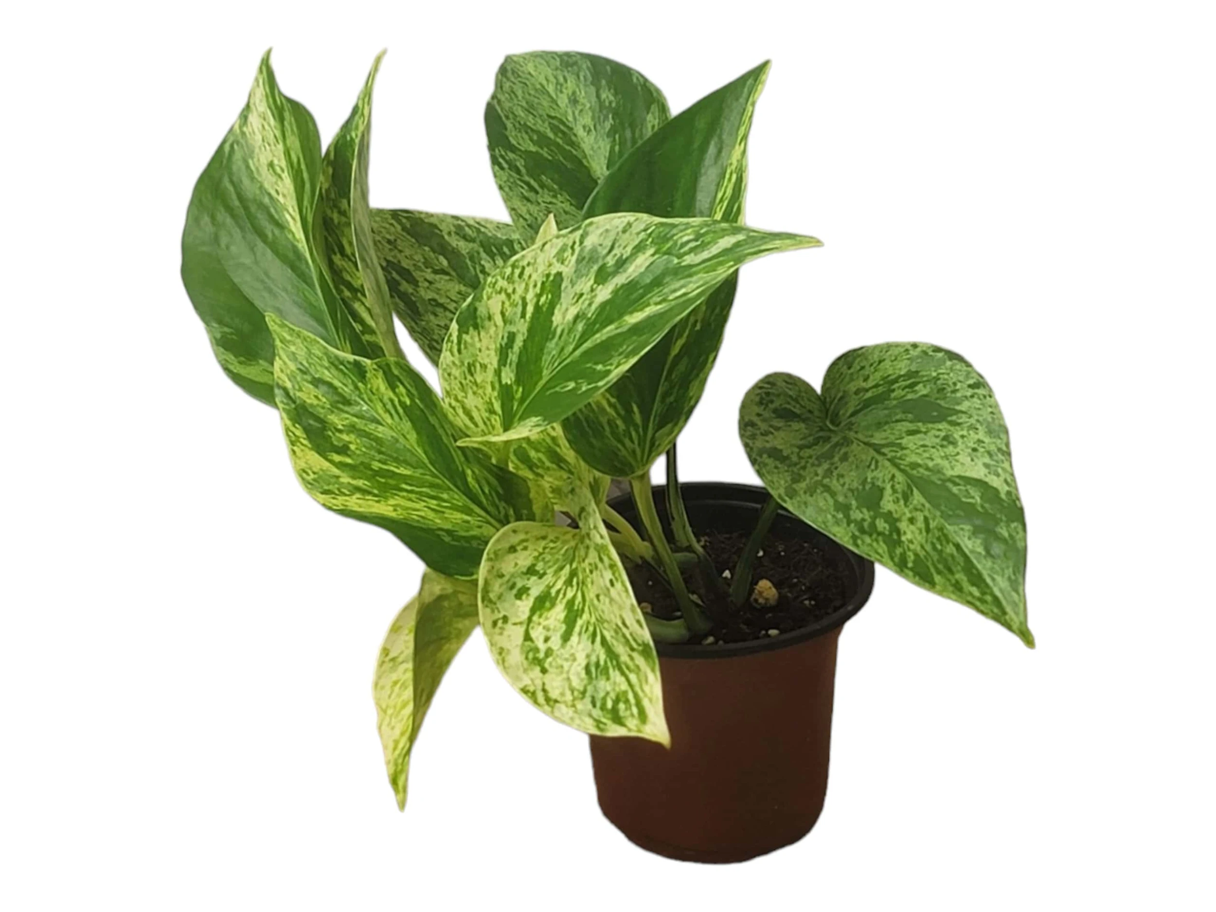 Pothos Marble Queen - LIVE Potted 4" Plant - Epipremnum - FREE SHIPPING - Image 9