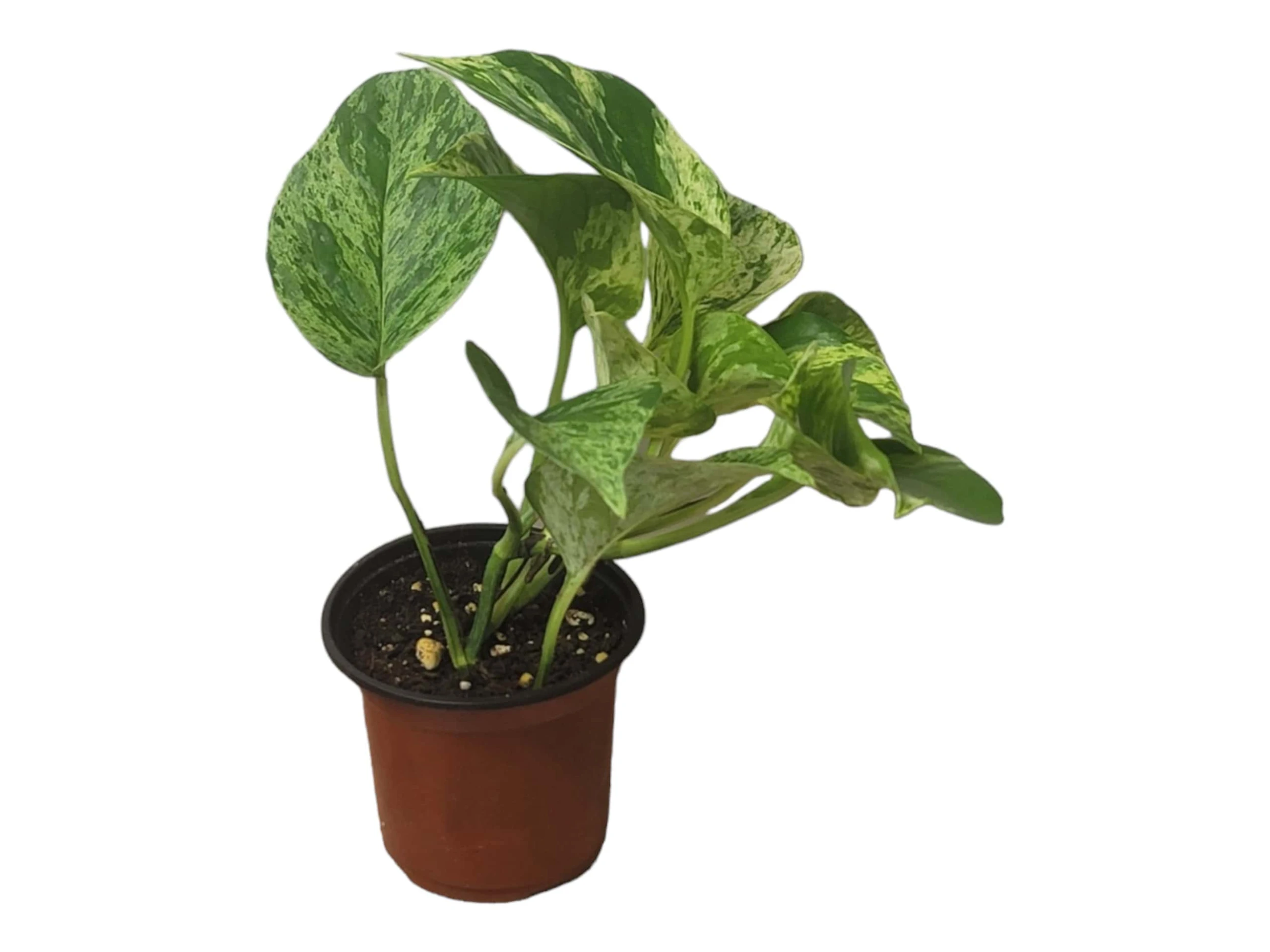 Pothos Marble Queen - LIVE Potted 4" Plant - Epipremnum - FREE SHIPPING - Image 8
