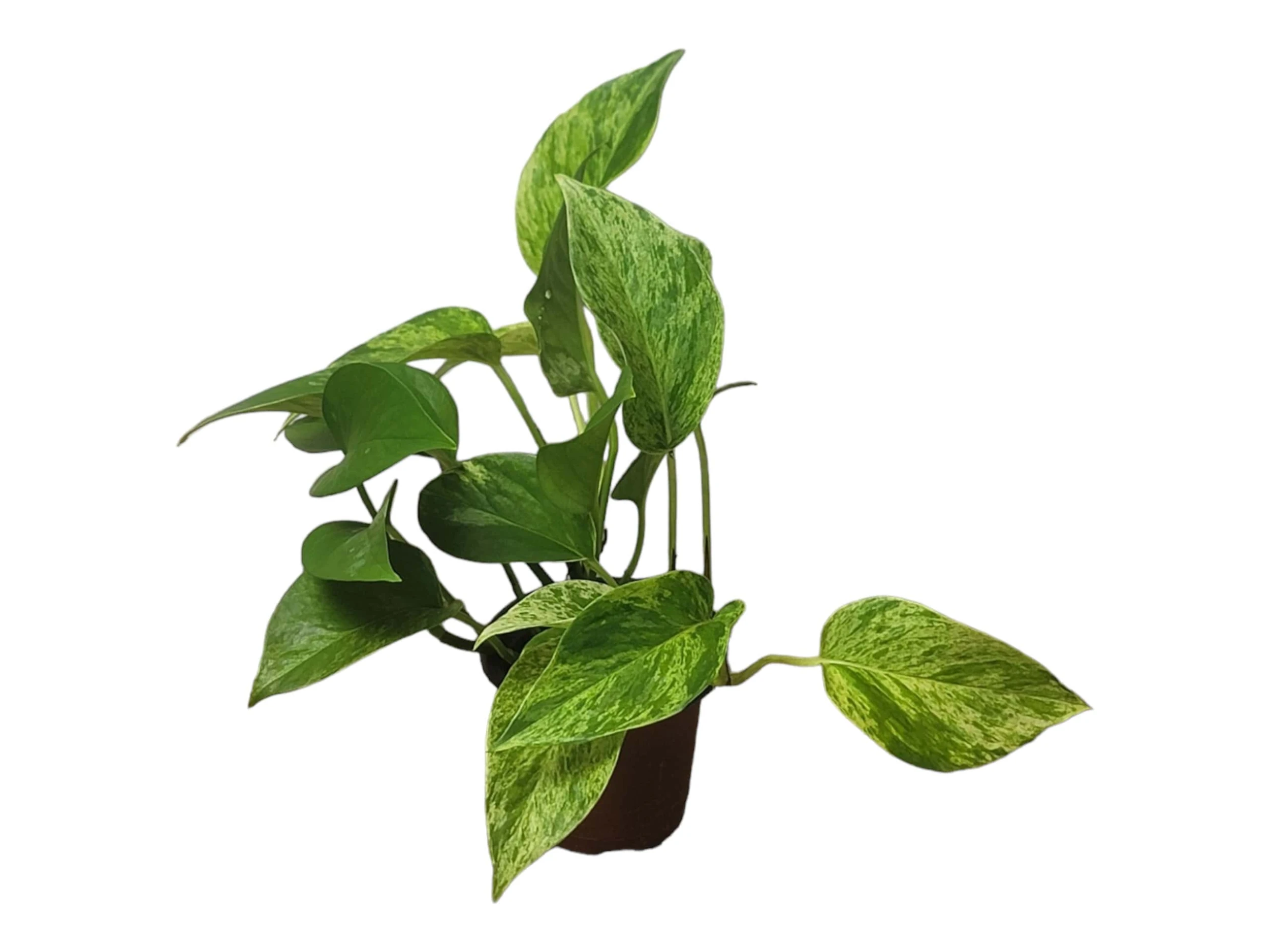 Pothos Marble Queen - LIVE Potted 4" Plant - Epipremnum - FREE SHIPPING - Image 6