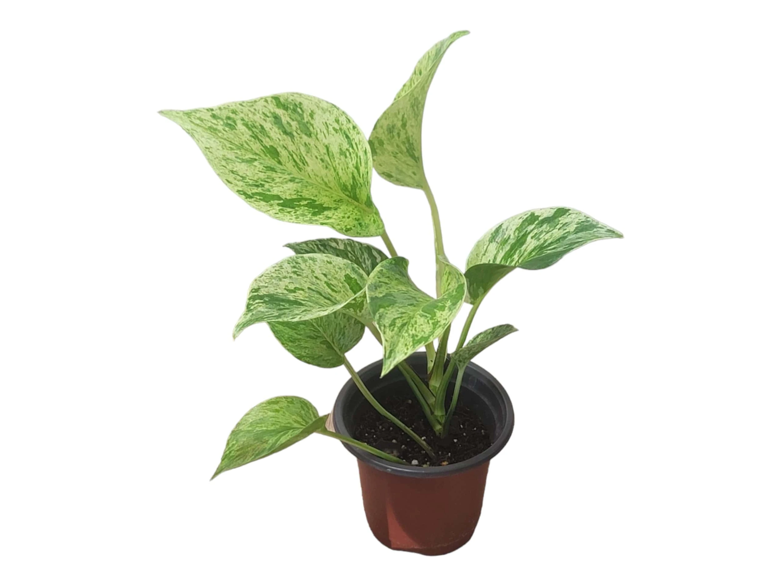 Pothos Marble Queen - LIVE Potted 4" Plant - Epipremnum - FREE SHIPPING - Image 4