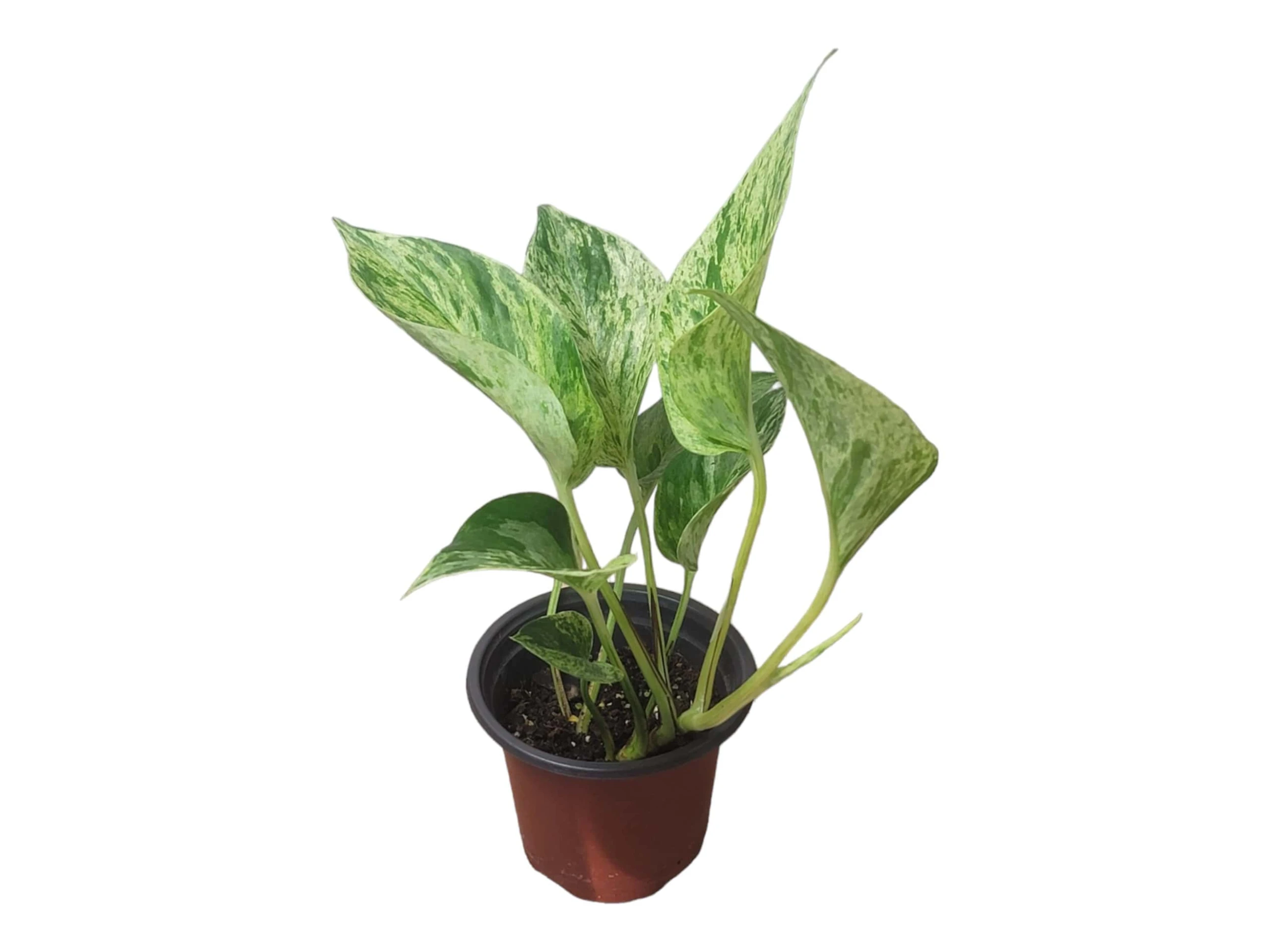 Pothos Marble Queen - LIVE Potted 4" Plant - Epipremnum - FREE SHIPPING - Image 3