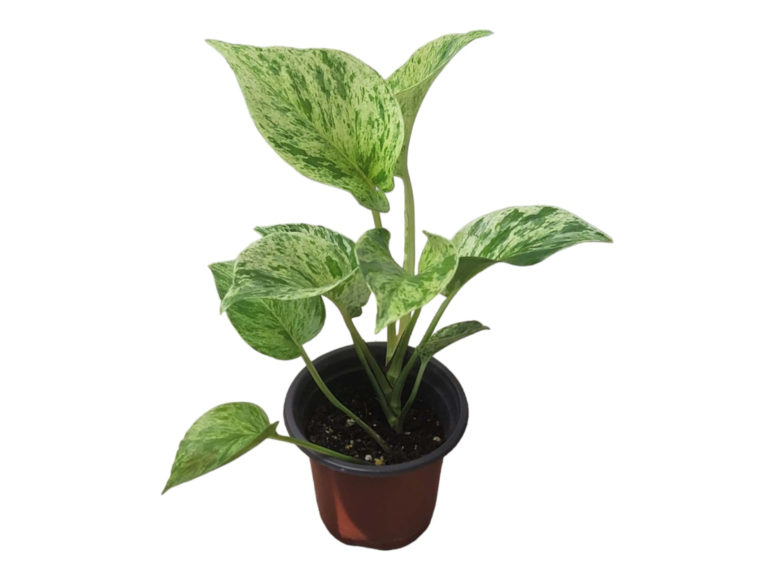 Pothos Marble Queen - LIVE Potted 4" Plant - Epipremnum - FREE SHIPPING - Image 2