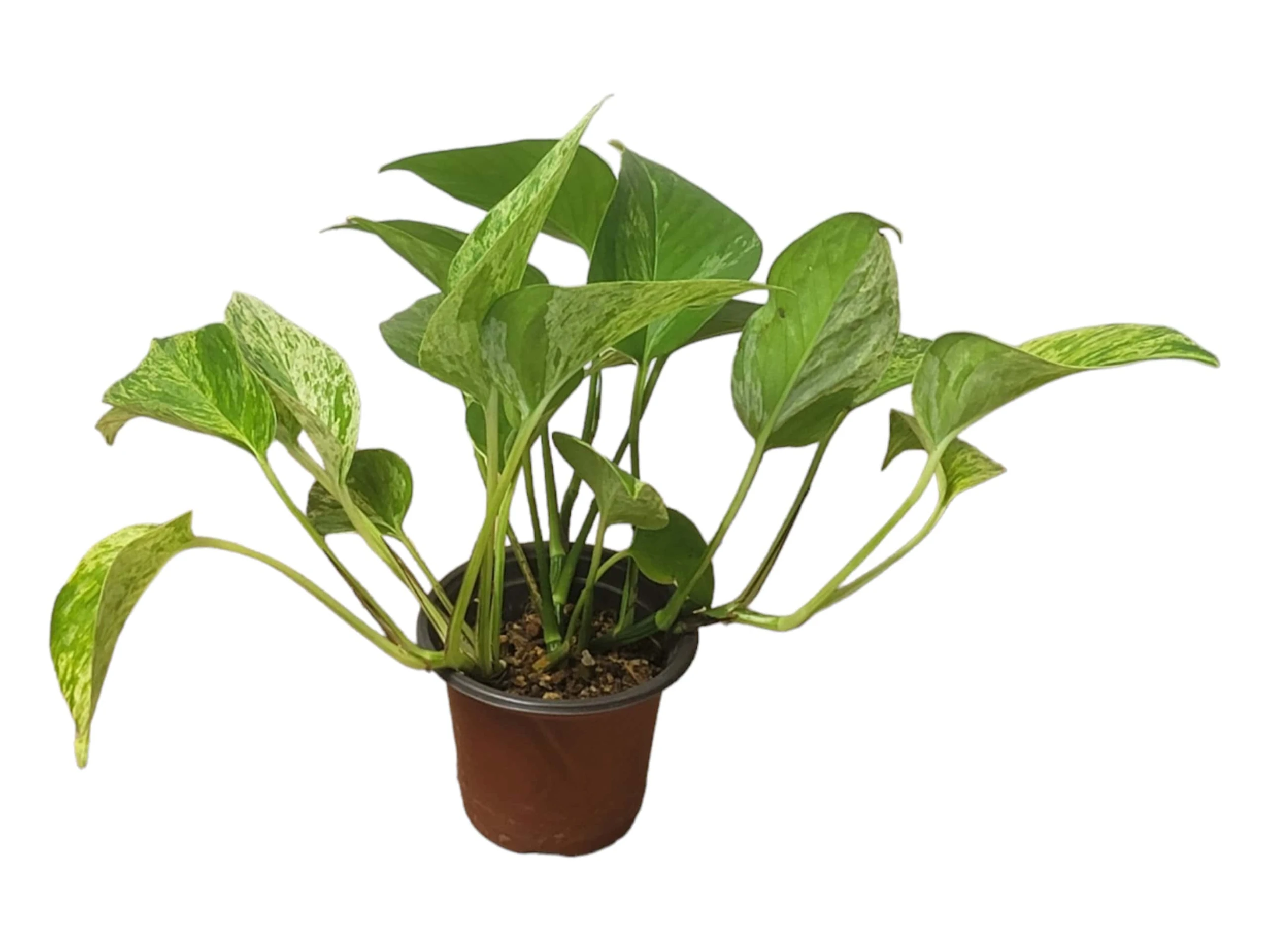 Pothos Marble Queen - LIVE Potted 4" Plant - Epipremnum - FREE SHIPPING - Image 5
