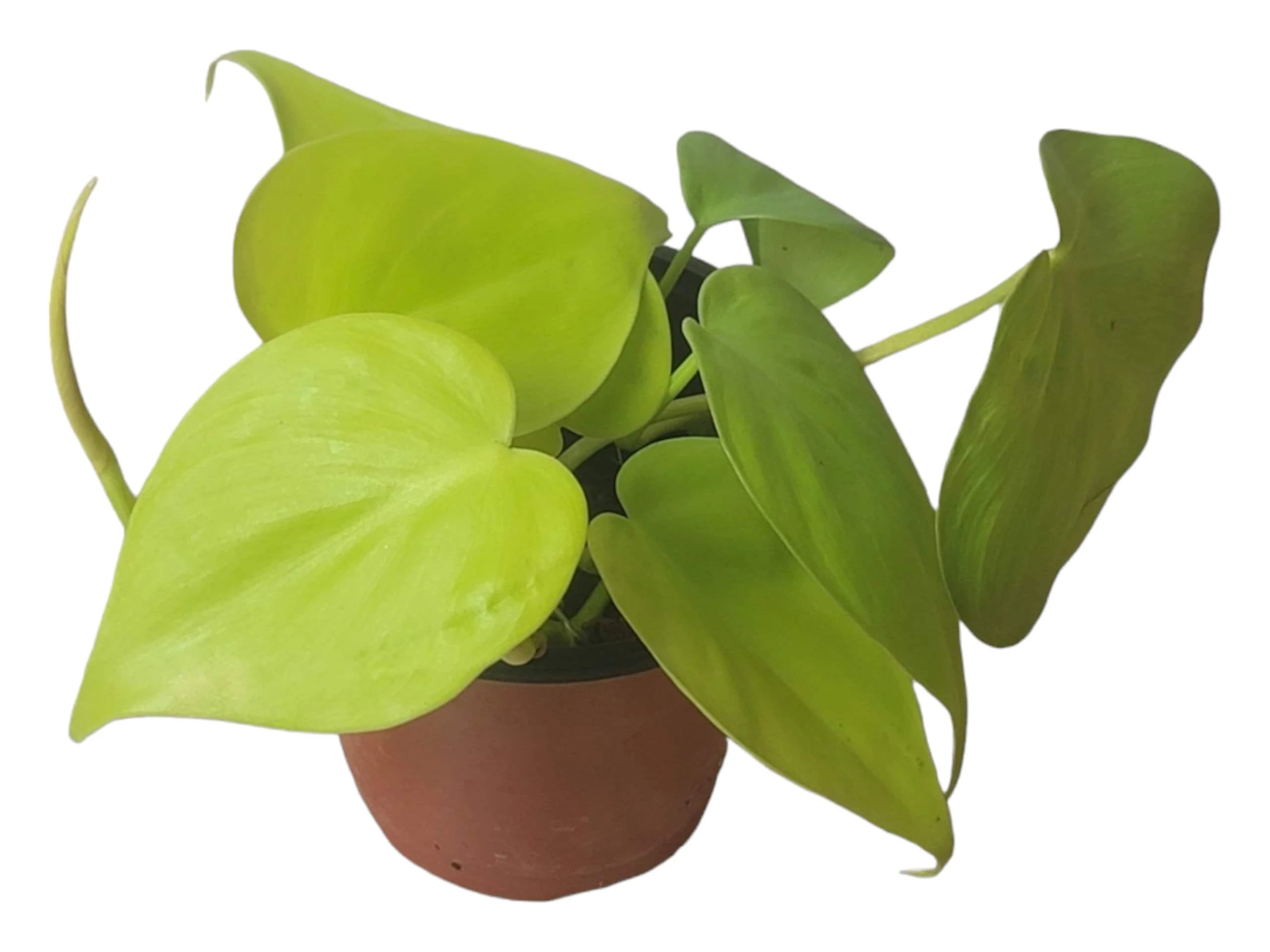 Philodendron Lemon Lime LIVE 4" Potted Rooted Cutting - FREE SHIPPING