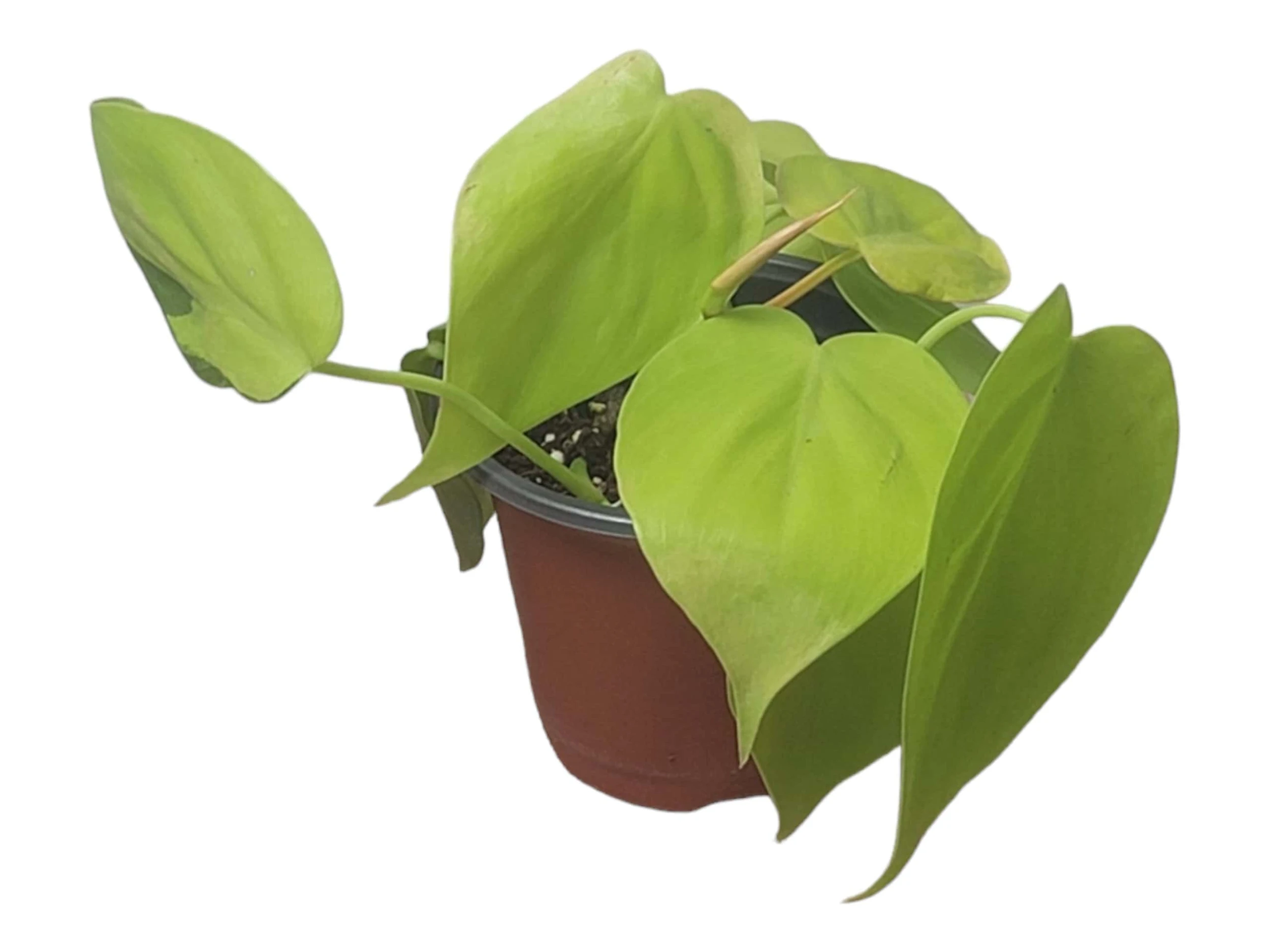 Philodendron Lemon Lime LIVE 4" Potted Rooted Cutting - FREE SHIPPING - Image 3