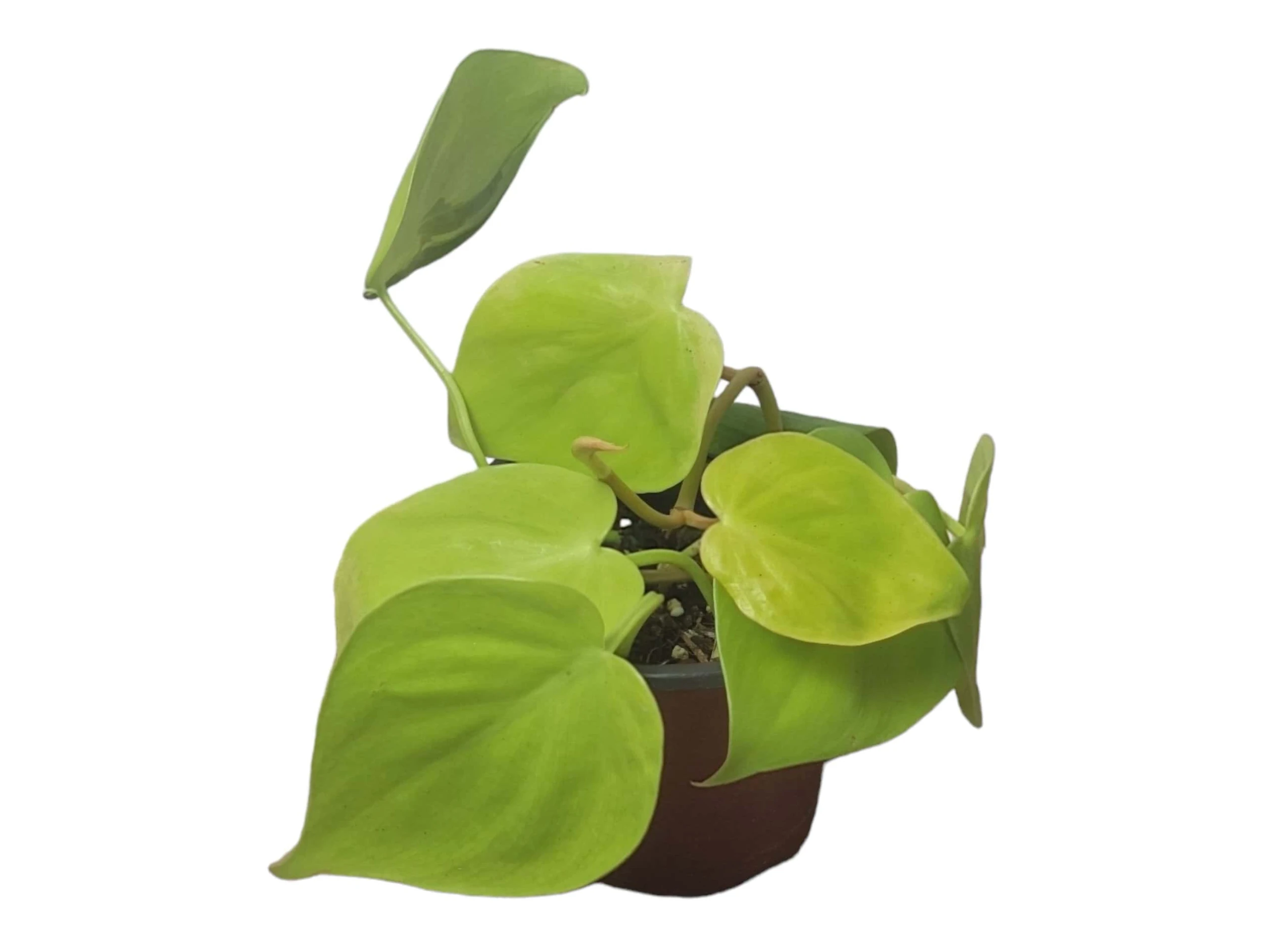 Philodendron Lemon Lime LIVE 4" Potted Rooted Cutting - FREE SHIPPING - Image 4