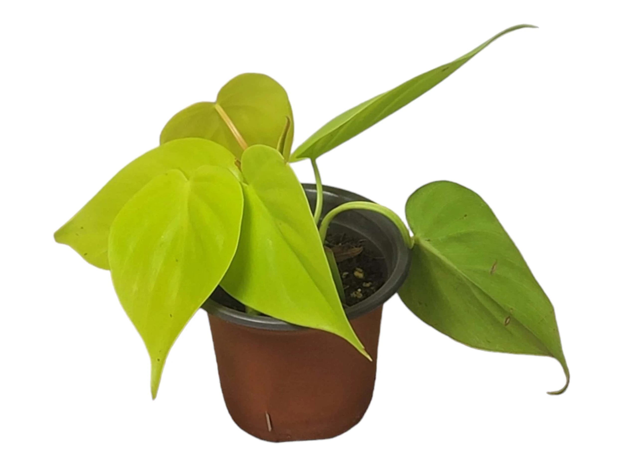 Philodendron Lemon Lime LIVE 4" Potted Rooted Cutting - FREE SHIPPING - Image 5