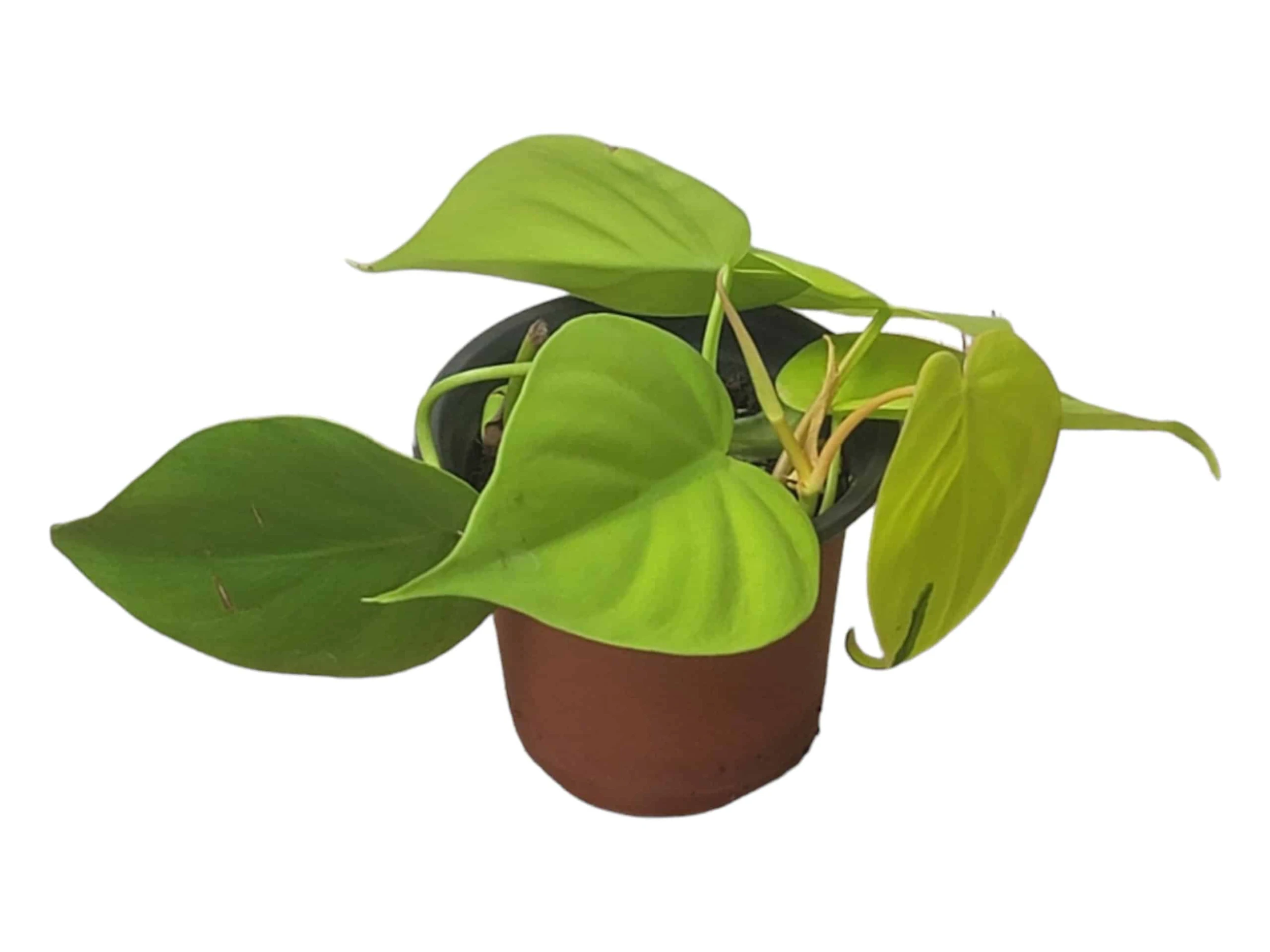 Philodendron Lemon Lime LIVE 4" Potted Rooted Cutting - FREE SHIPPING - Image 6