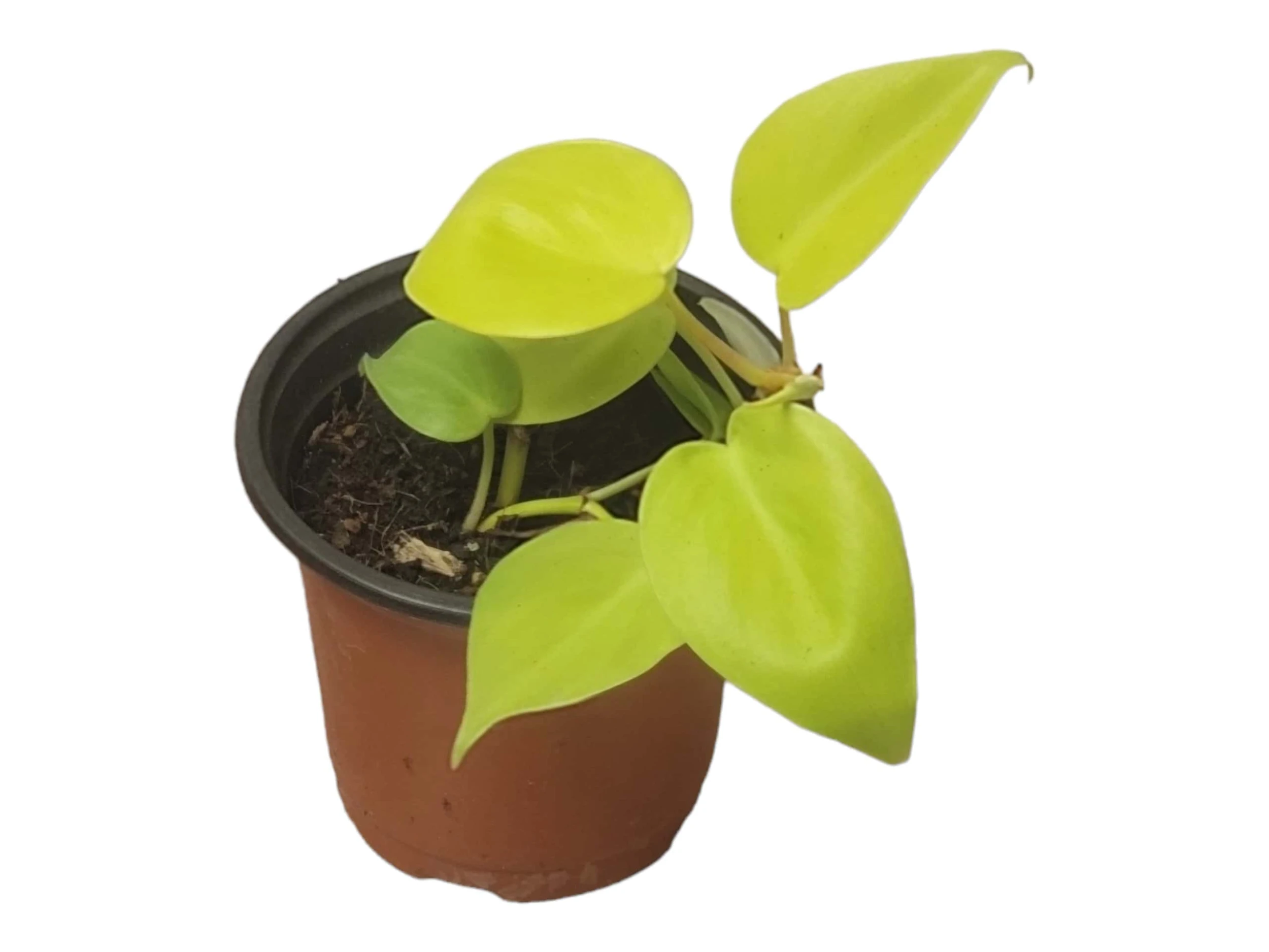 Philodendron Lemon Lime LIVE 4" Potted Rooted Cutting - FREE SHIPPING - Image 8