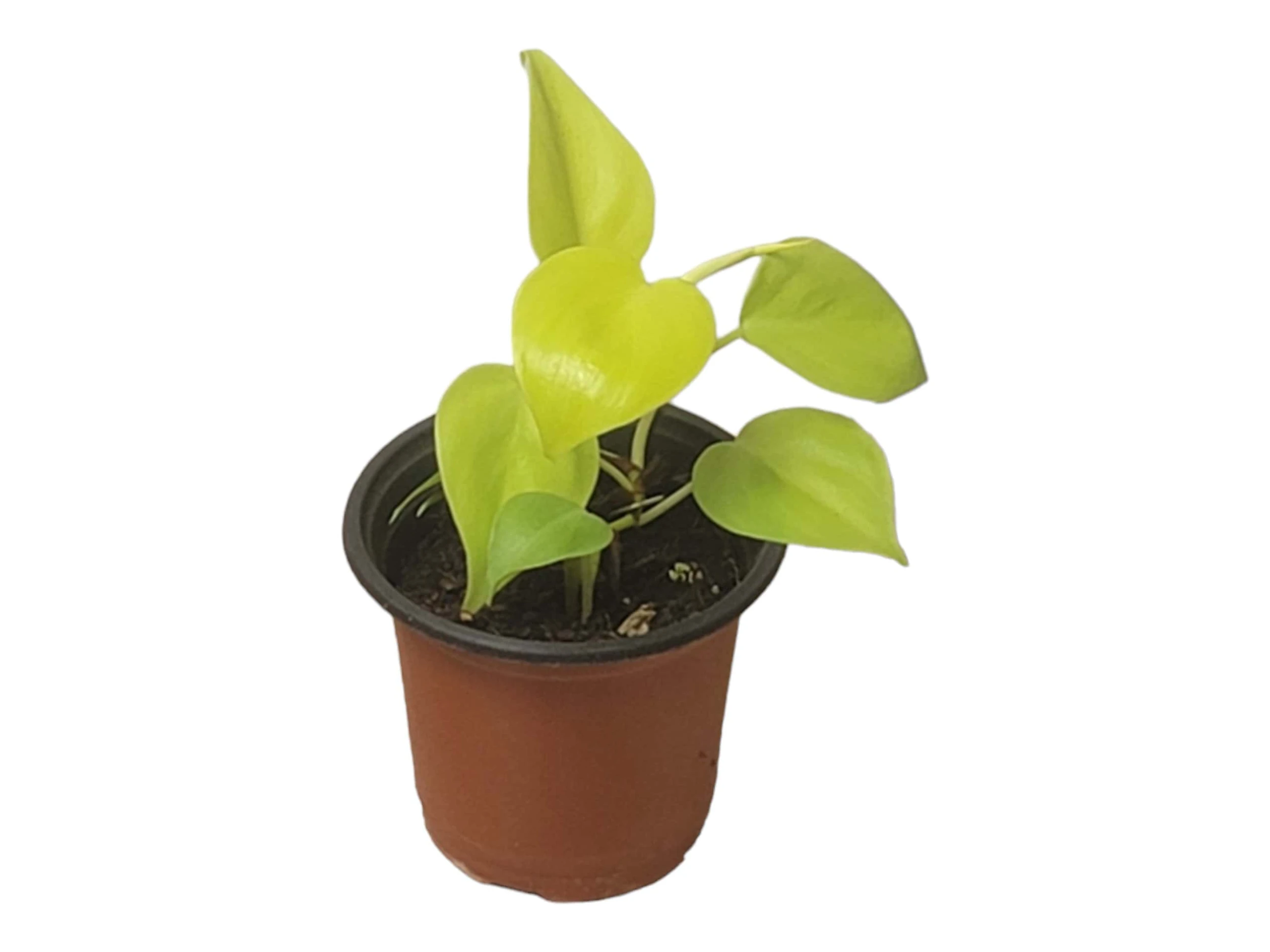Philodendron Lemon Lime LIVE 4" Potted Rooted Cutting - FREE SHIPPING - Image 9