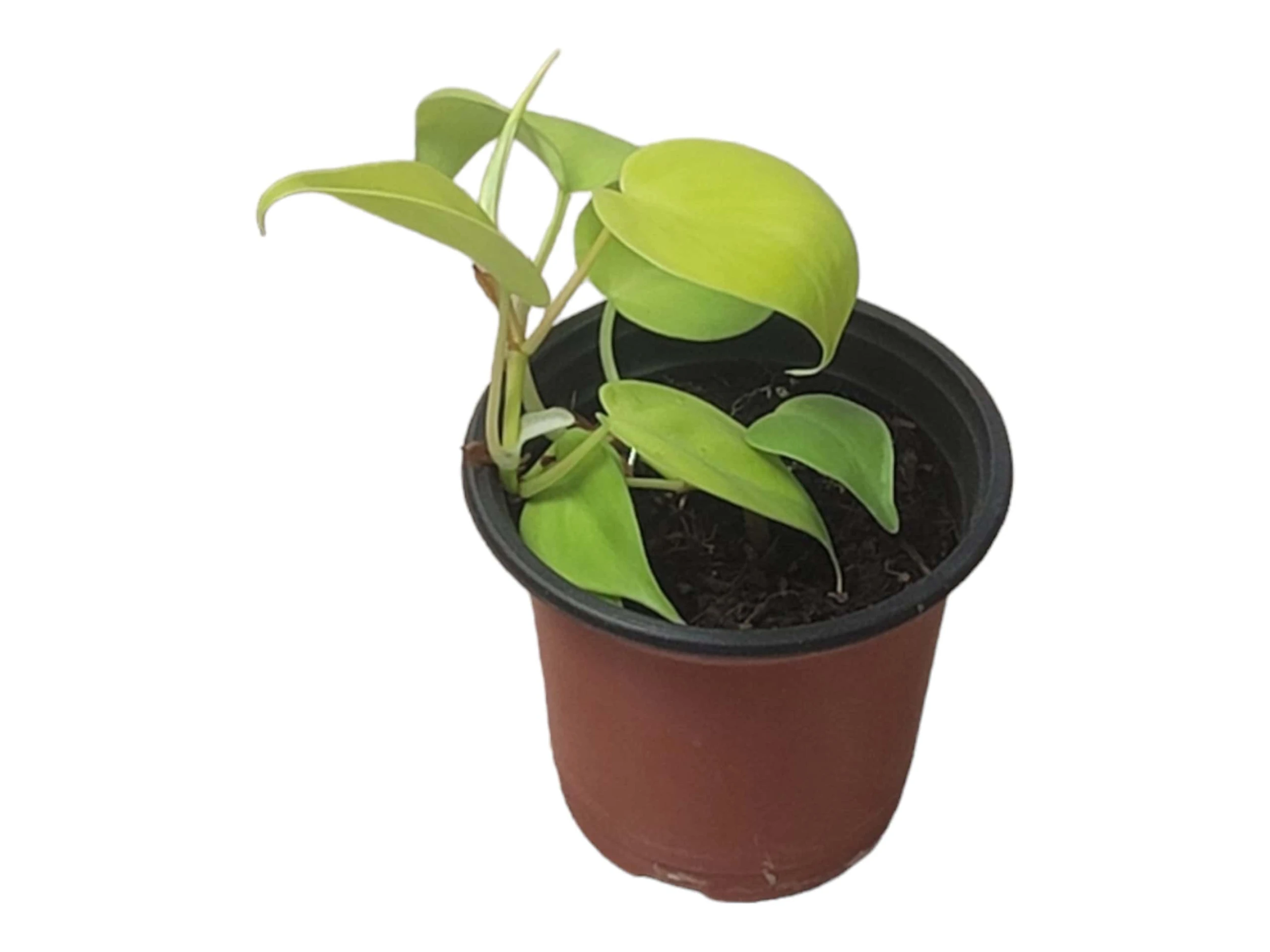 Philodendron Lemon Lime LIVE 4" Potted Rooted Cutting - FREE SHIPPING - Image 10
