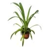 Spider Plant - Chlorophytum Comosum 4" Or 6" - LIVE Potted Plant - FREE SHIPPING
