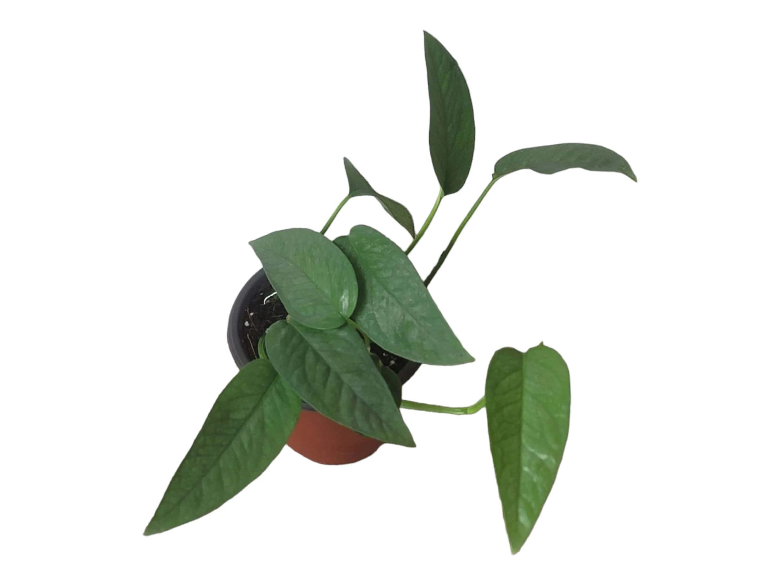Pothos Cebu Blue - 4" Or 6" LIVE Potted Plant - Image 8