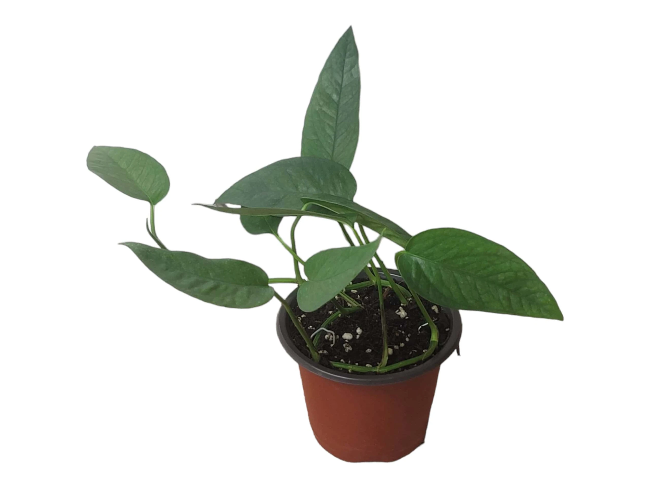 Pothos Cebu Blue - 4" Or 6" LIVE Potted Plant - Image 9