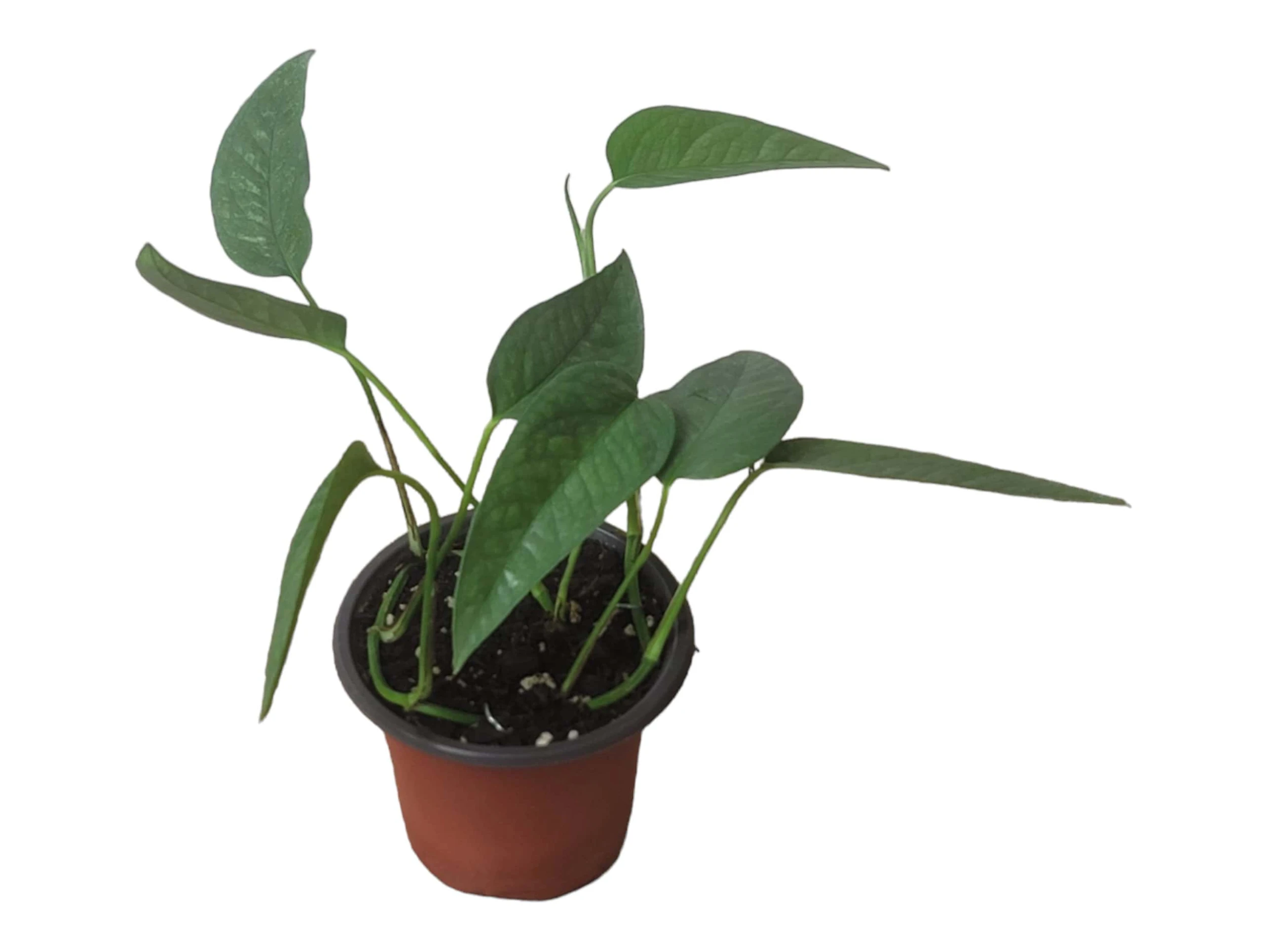 Pothos Cebu Blue - 4" Or 6" LIVE Potted Plant - Image 10