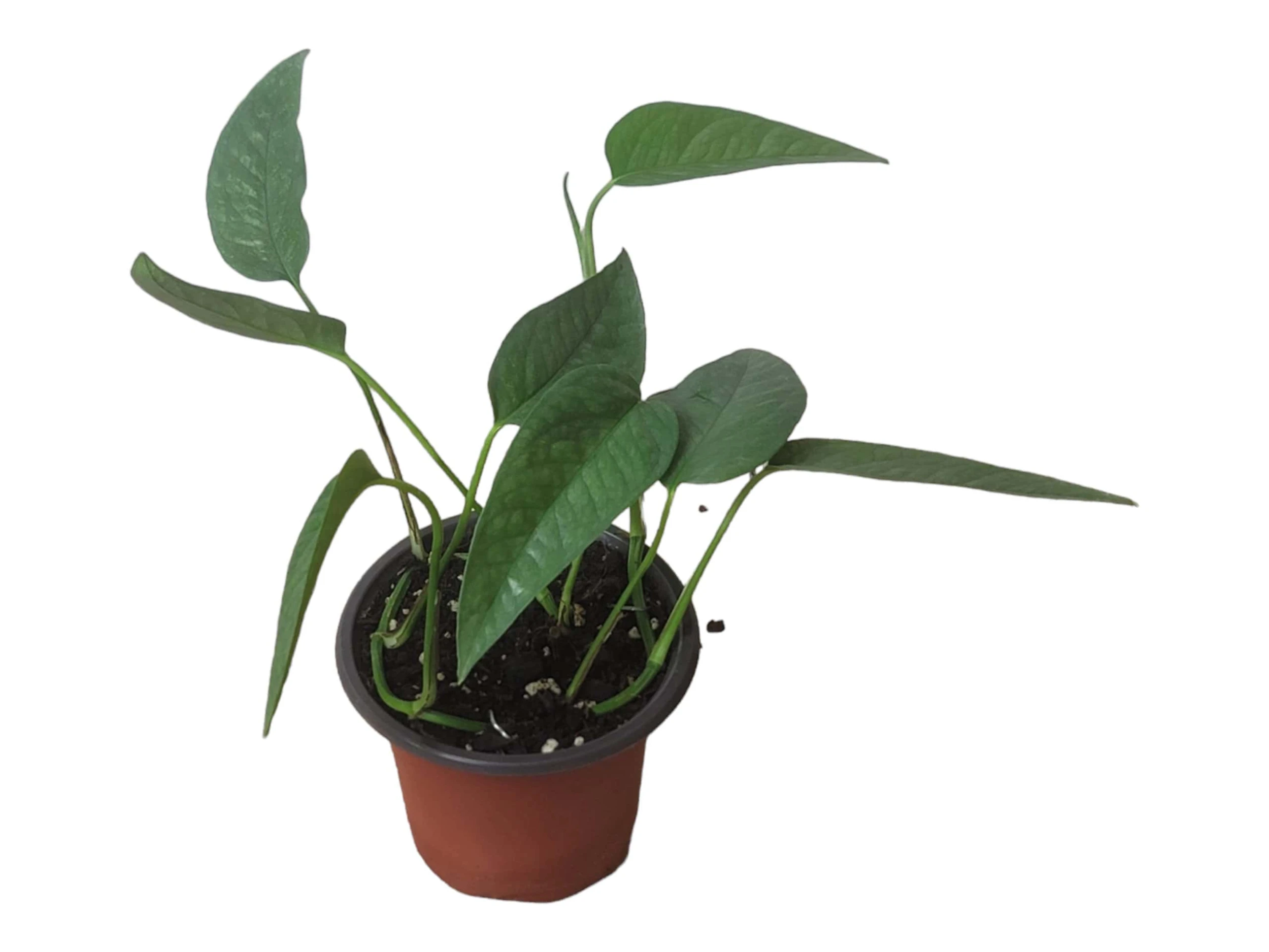 Pothos Cebu Blue - 4" Or 6" LIVE Potted Plant - Image 11