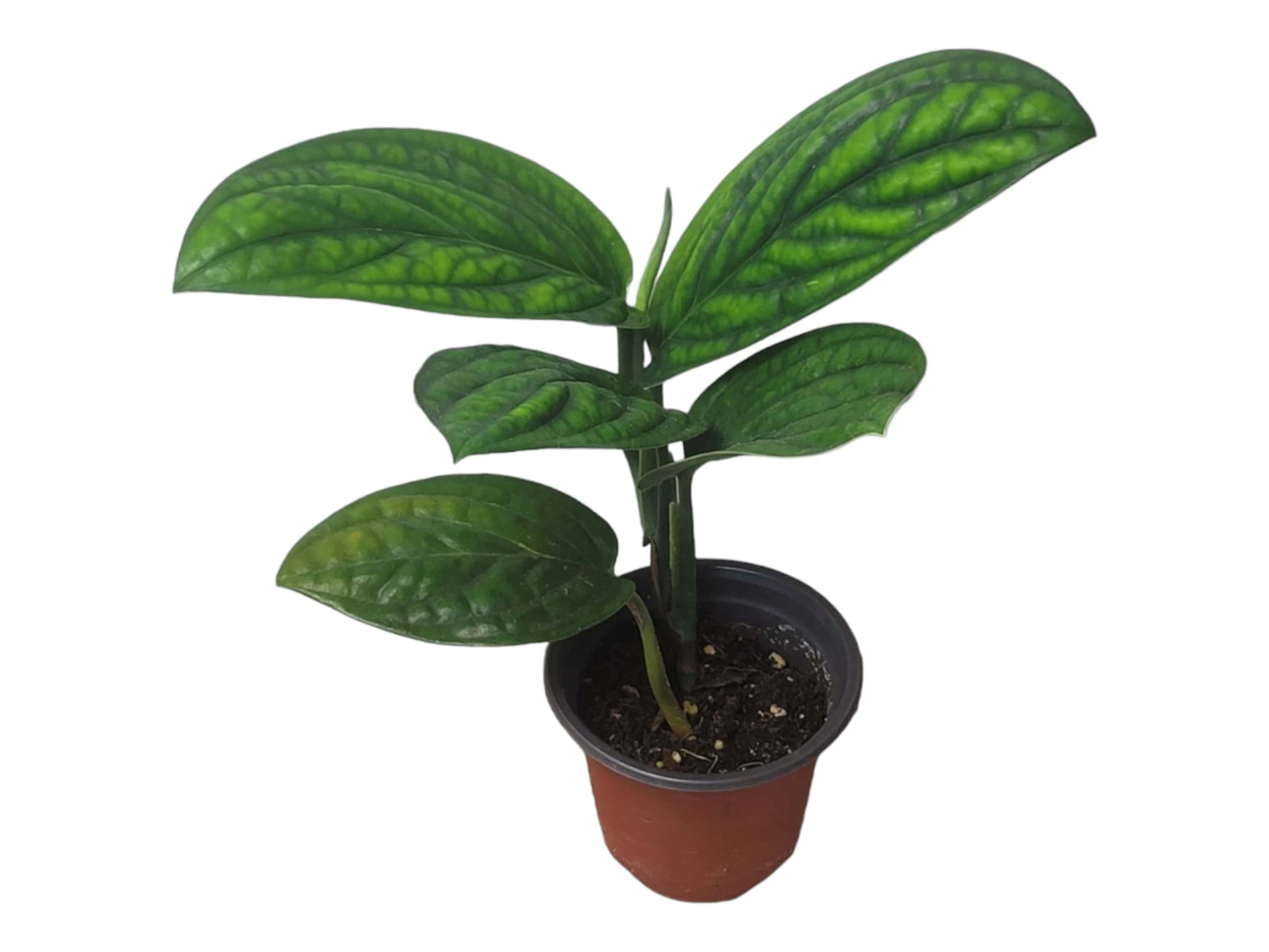 Monstera Peru Karstenianum - LIVE 4" Potted Plant - Monstera Peru - FREE SHIPPING - Image 2