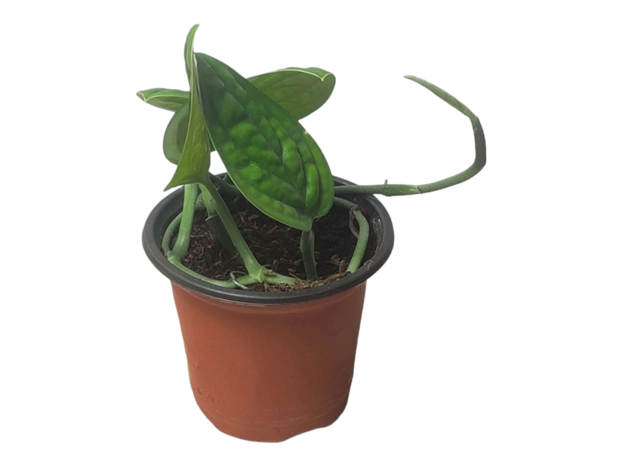 Monstera Peru Karstenianum - LIVE 4" Potted Plant - Monstera Peru - FREE SHIPPING - Image 11