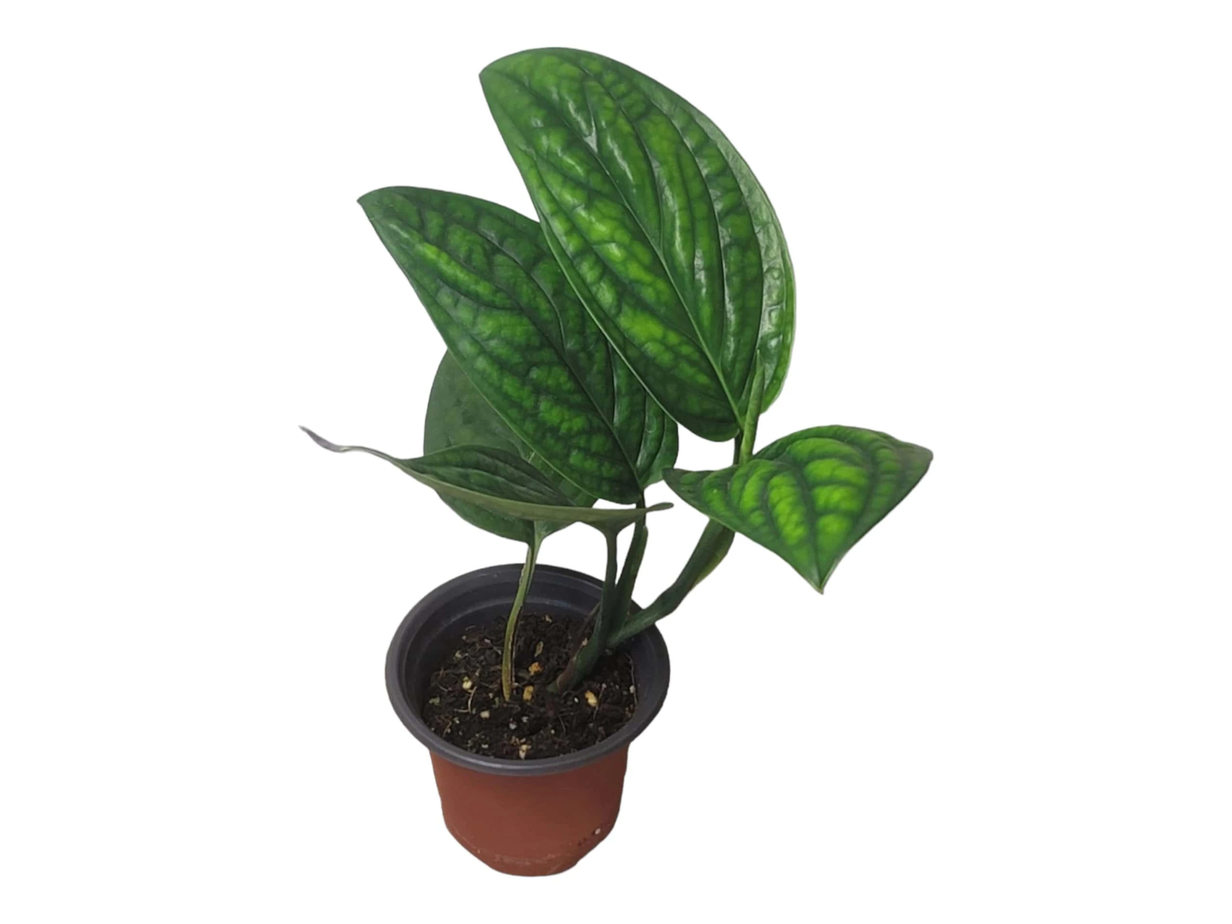 Monstera Peru Karstenianum - LIVE 4" Potted Plant - Monstera Peru - FREE SHIPPING - Image 14