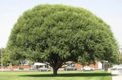 Globe Willow Umbrella Tree Cuttings - Easy Starts 8-12"