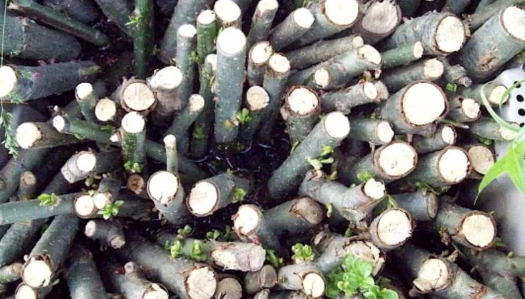 Weeping Willow Tree Cuttings - Easy Starts 8-12" - Image 3