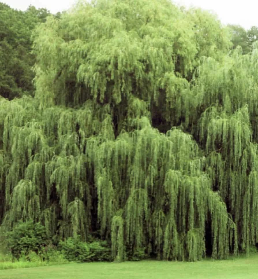 Weeping Willow Tree Cuttings - Easy Starts 8-12" - Image 4